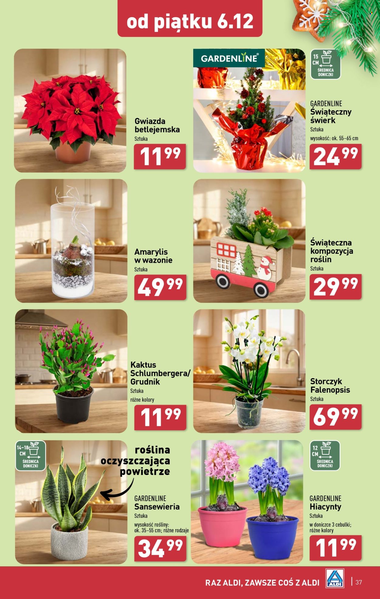 Gazetka ALDI - 2.12.2024 - 7.12.2024. Strona 37