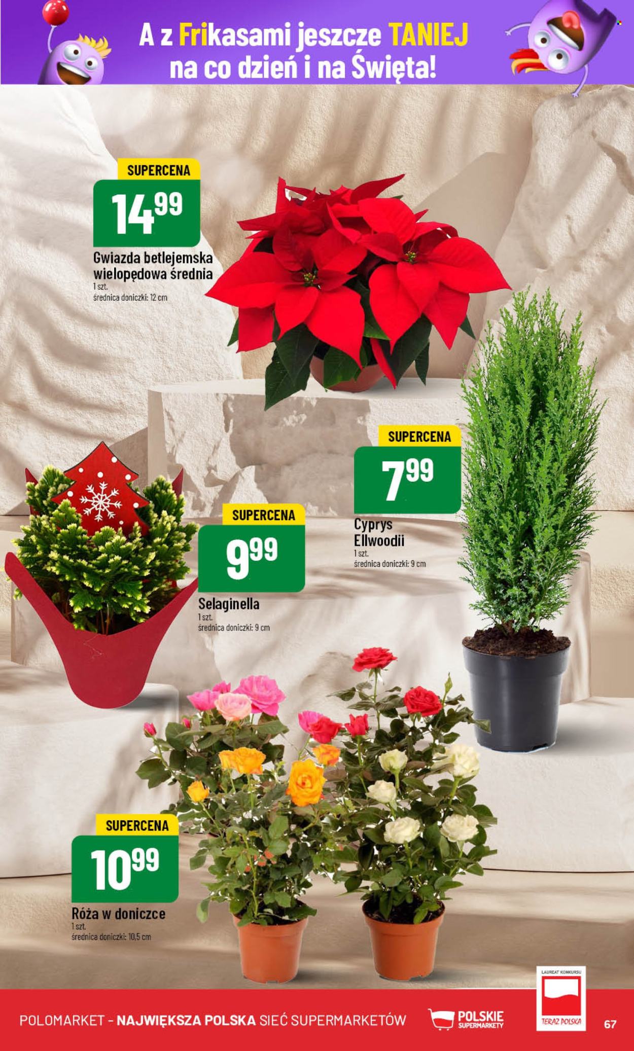 Gazetka Polomarket - 4.12.2024 - 10.12.2024. Strona 67