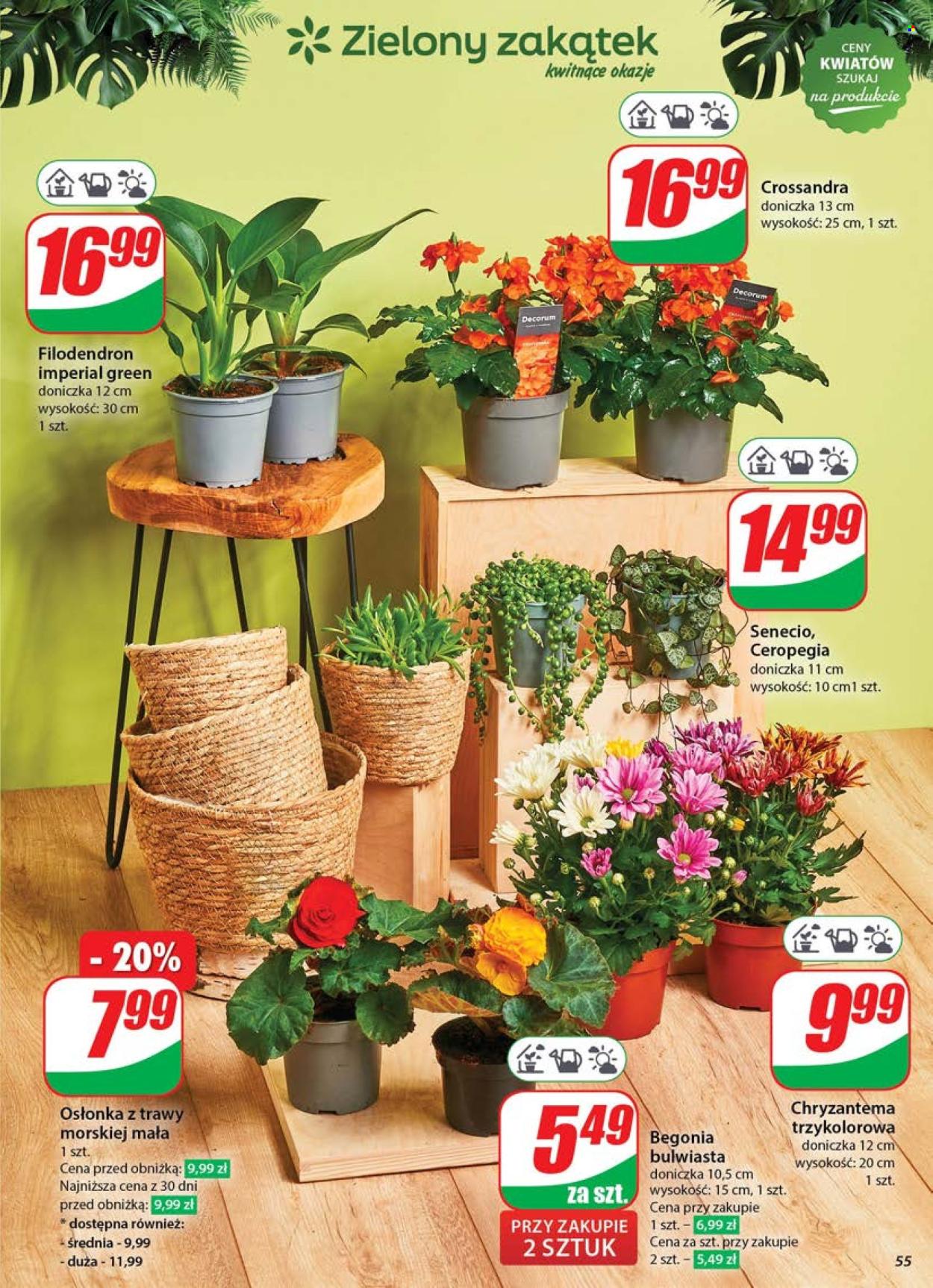 Gazetka Dino - 4.06.2025 - 10.06.2025. Strona 55