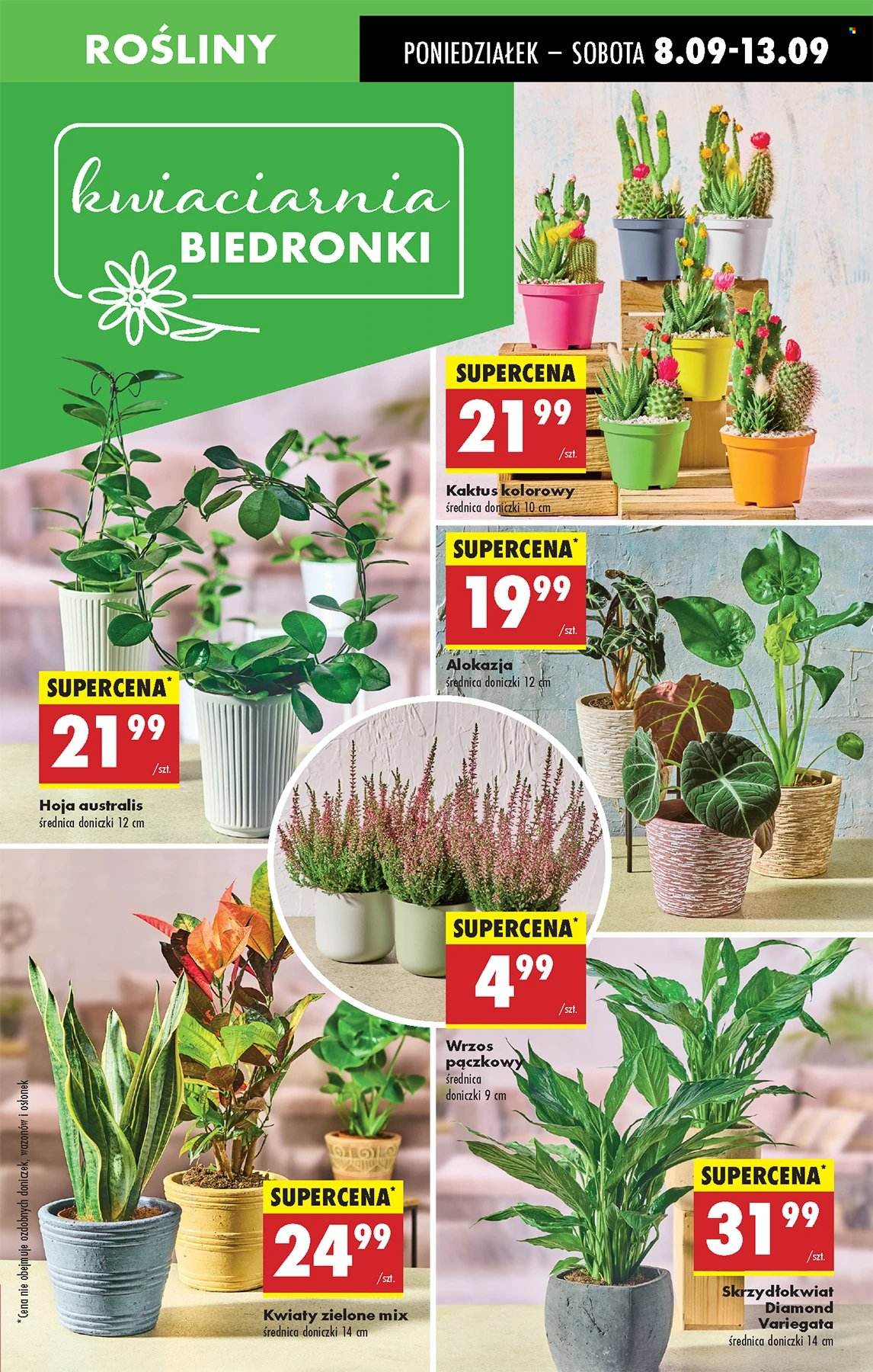 Gazetka Biedronka - 8.09.2025 - 13.09.2025. Strona 17