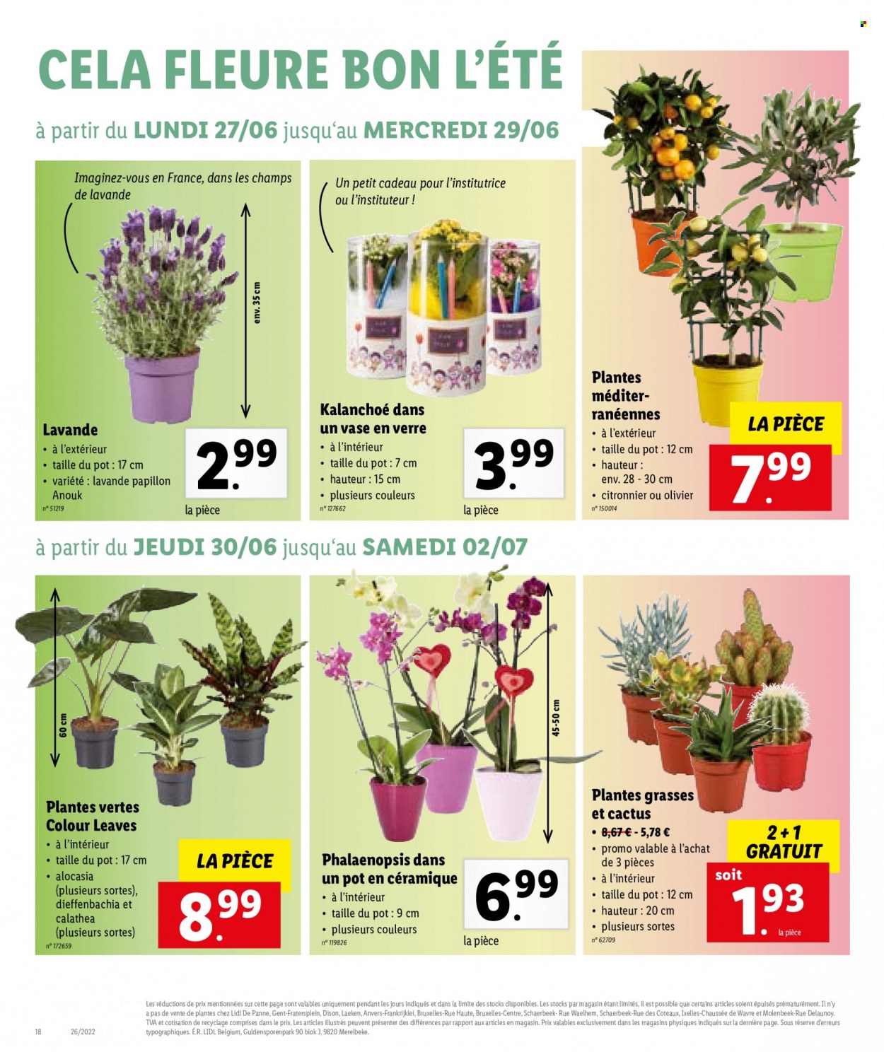 thumbnail - Catalogue Lidl - 27/06/2022 - 02/07/2022 - Produits soldés - verre, cactus, vase, orchidée, kalanchoé, plantes vertes, olivier, lavande, citronnier, papillon. Page 18.
