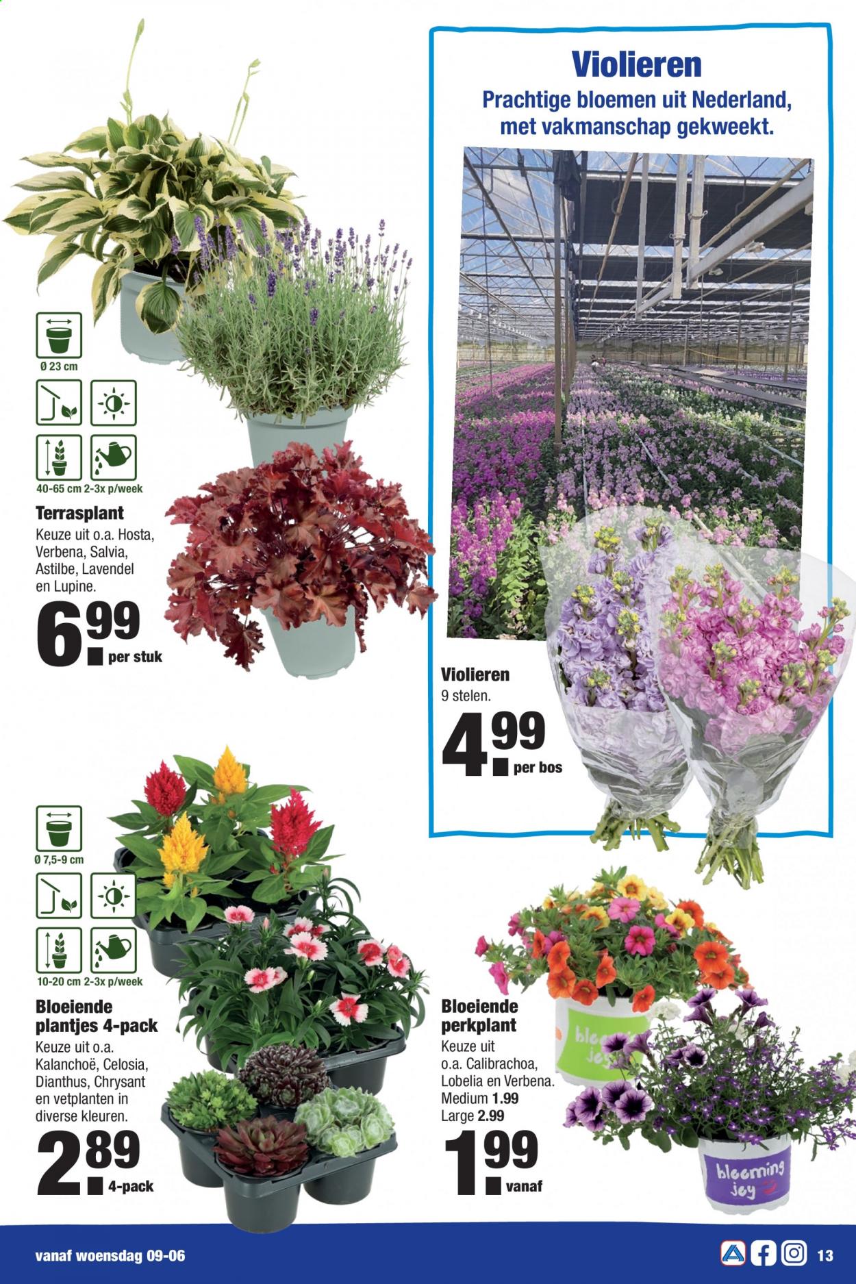Aldi-aanbieding - 7-6-2021 - 13-6-2021. Pagina 13
