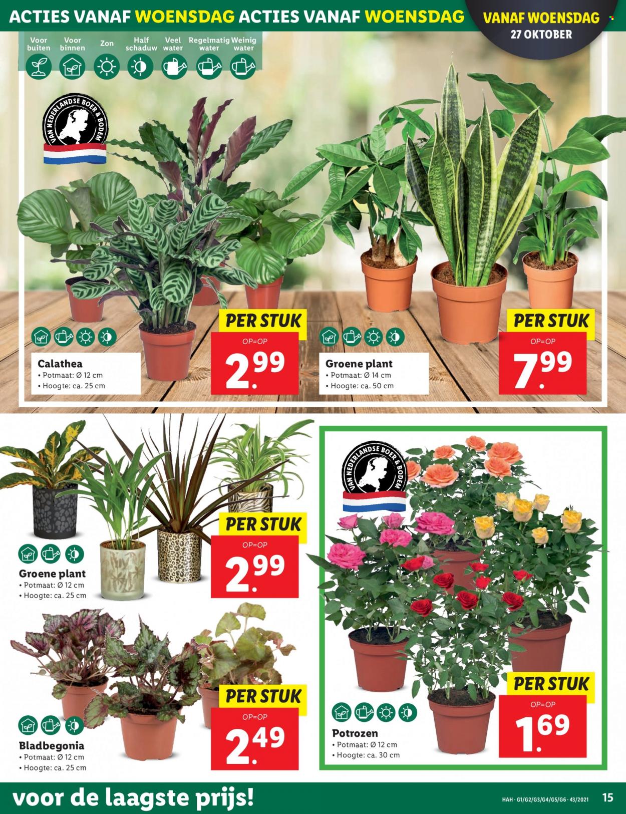 Lidl-aanbieding - 25-10-2021 - 31-10-2021. Pagina 15