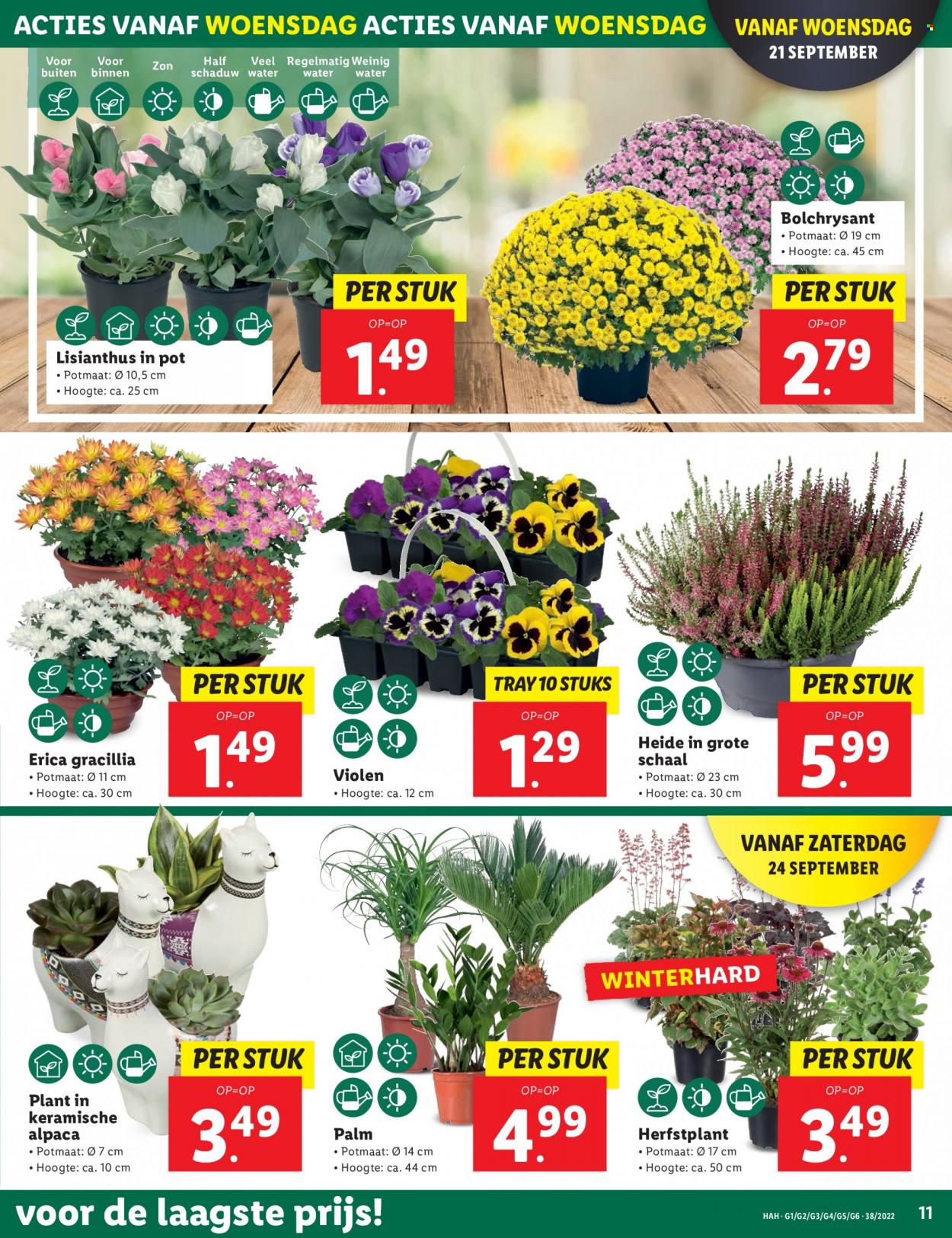 Lidl-aanbieding - 19-9-2022 - 25-9-2022. Pagina 11