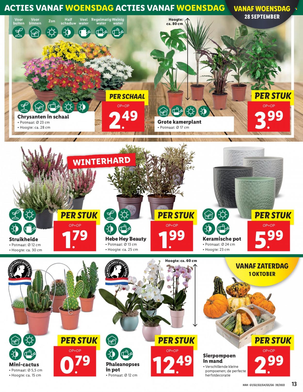 Lidl-aanbieding - 26-9-2022 - 2-10-2022. Pagina 13
