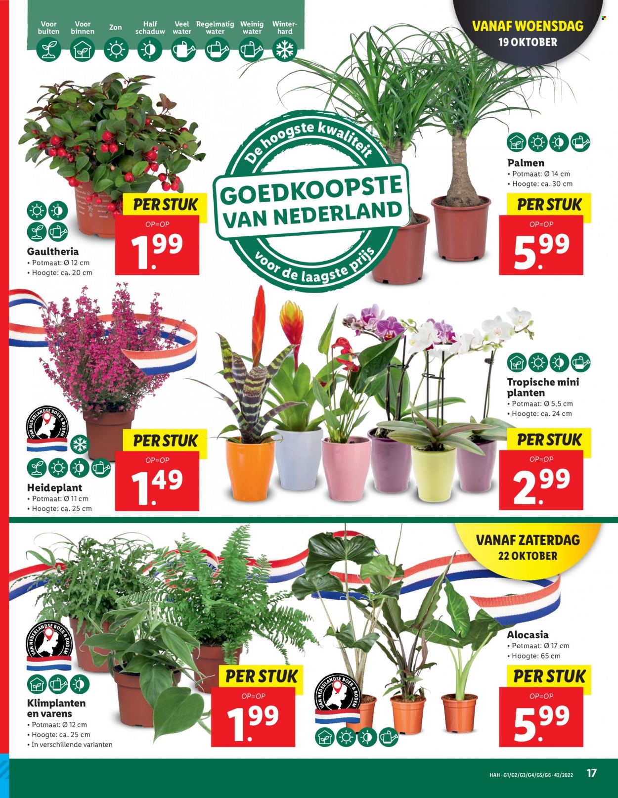 Lidl-aanbieding - 17-10-2022 - 23-10-2022. Pagina 17
