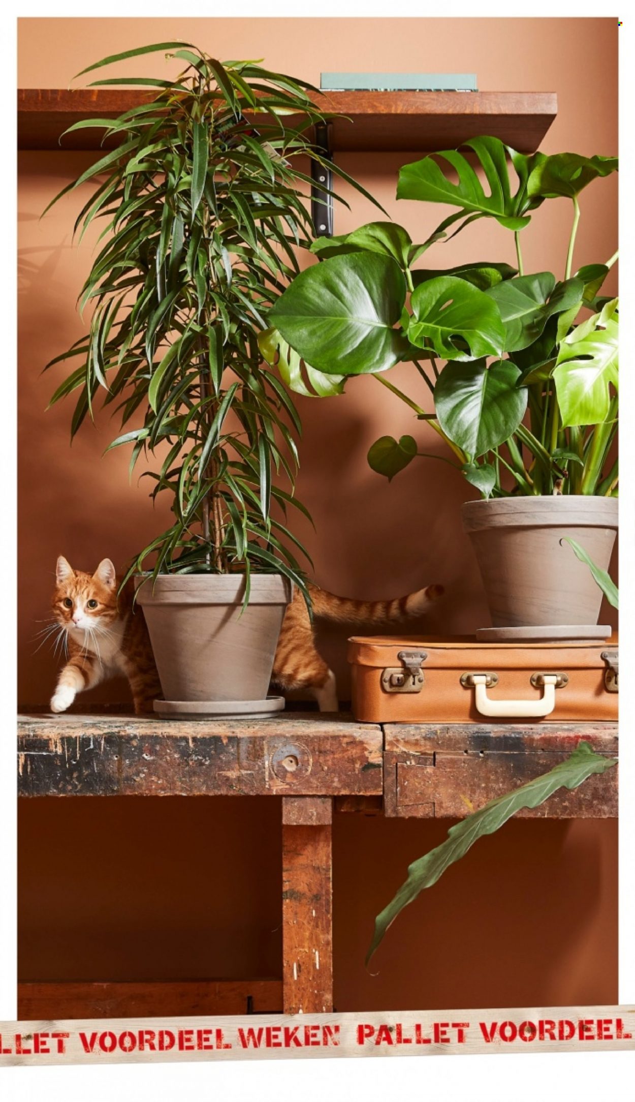 Welkoop-aanbieding - 9-1-2023 - 15-1-2023. Pagina 14