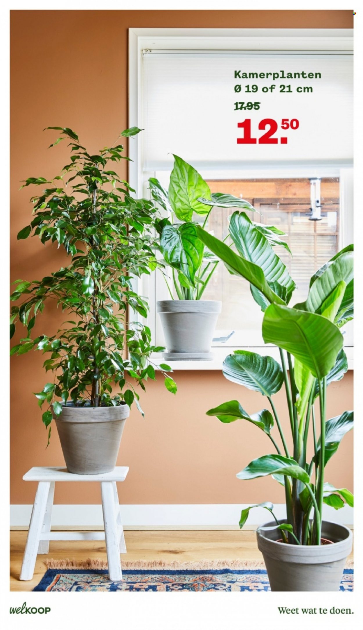 Welkoop-aanbieding - 23-1-2023 - 29-1-2023. Pagina 21