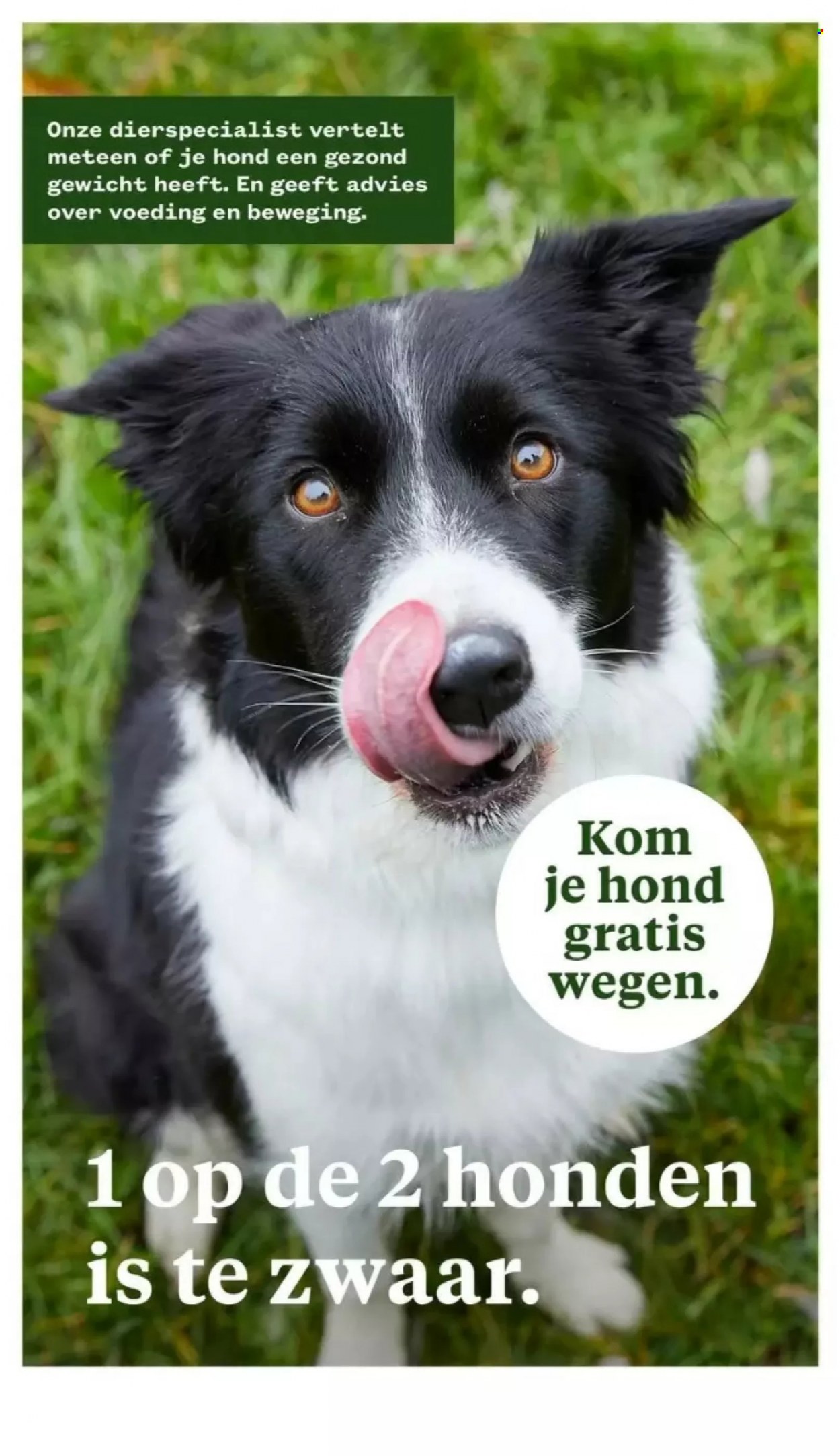 Welkoop-aanbieding - 30-1-2023 - 5-2-2023. Pagina 2