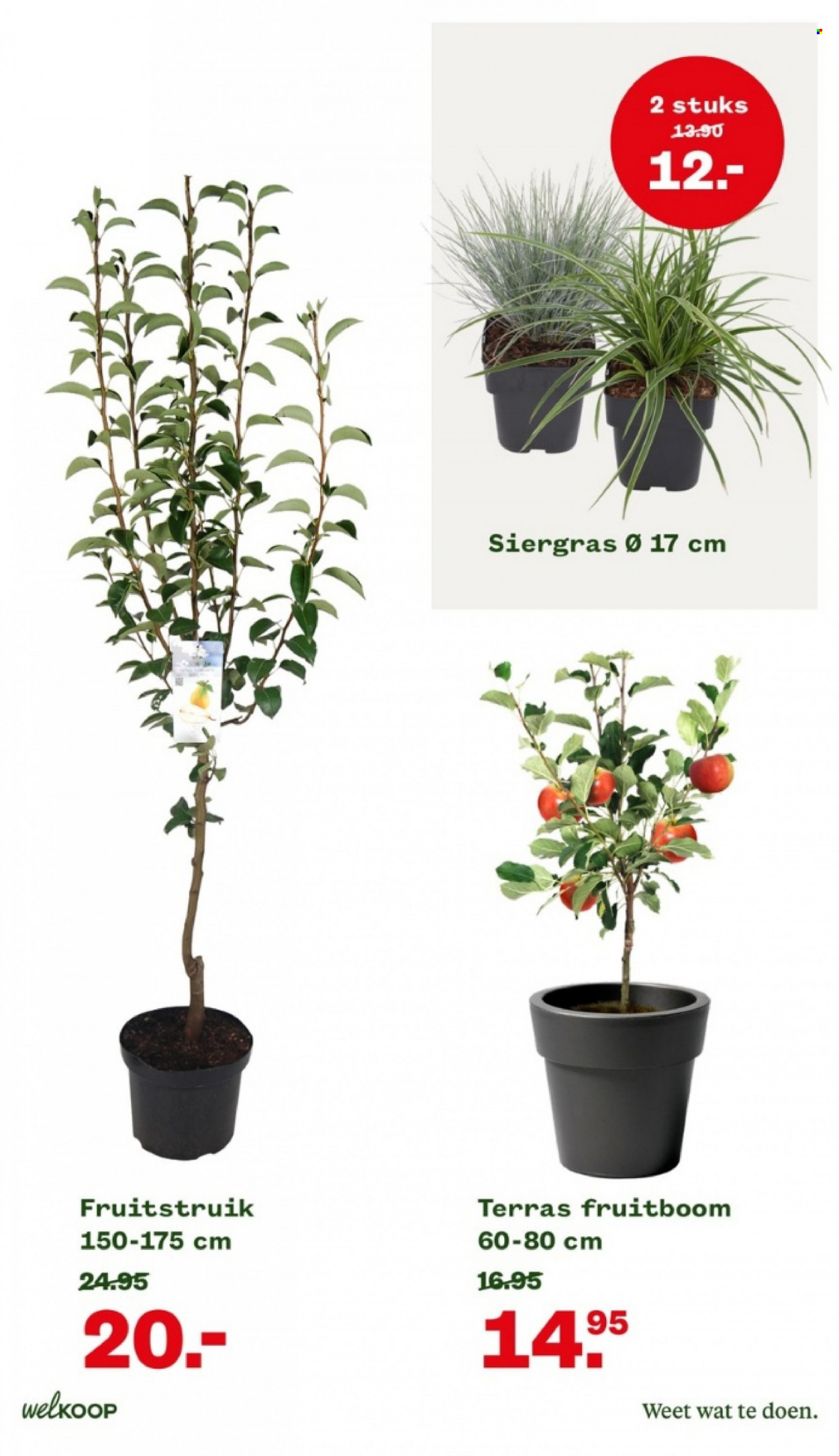 Welkoop-aanbieding - 20-2-2023 - 26-2-2023. Pagina 19