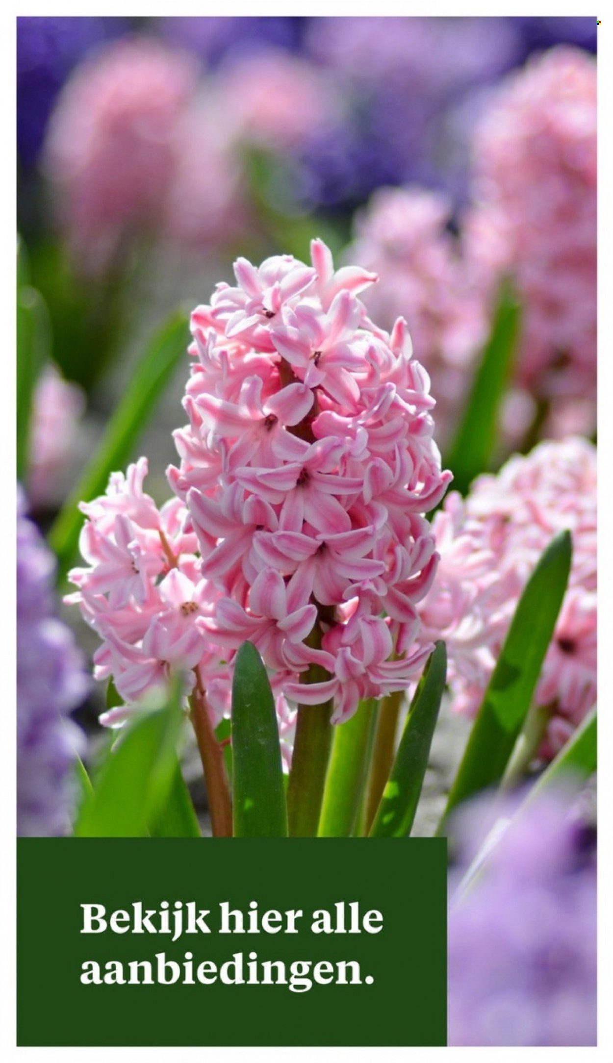 Welkoop-aanbieding - 13-3-2023 - 19-3-2023. Pagina 32