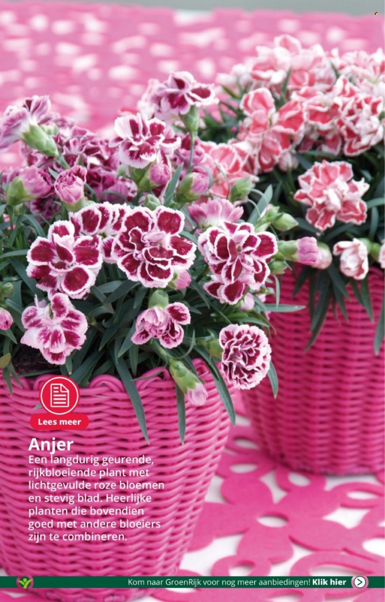 thumbnail - GroenRijk-aanbieding - 22-3-2023 - 28-3-2023 -  producten in de aanbieding - bloemen, planten. Pagina 8.
