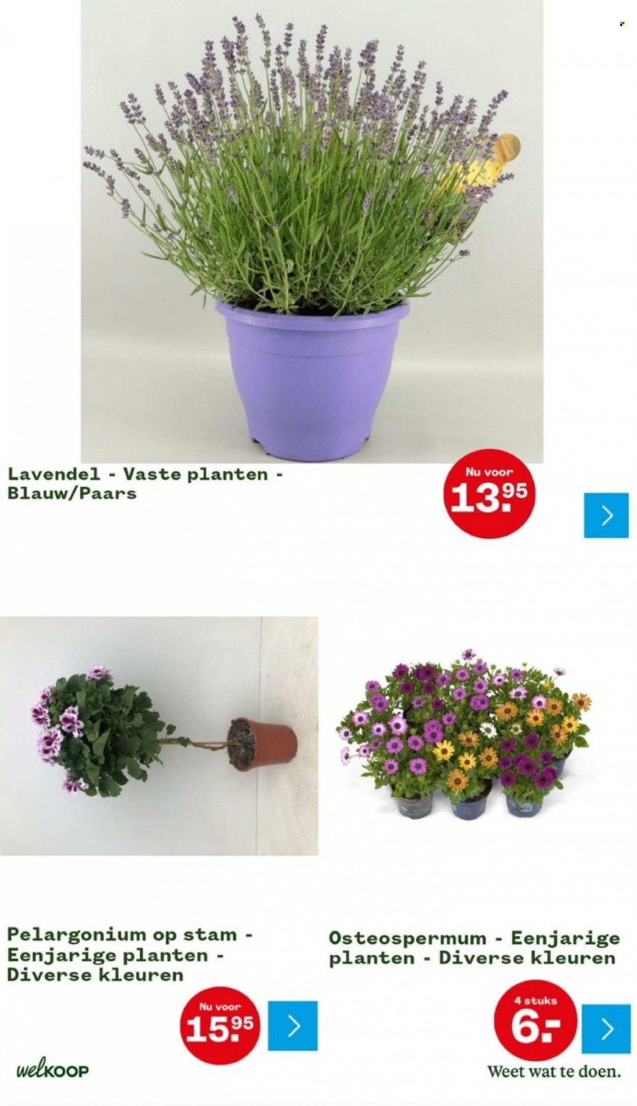 Welkoop-aanbieding - 8-5-2023 - 21-5-2023. Pagina 7