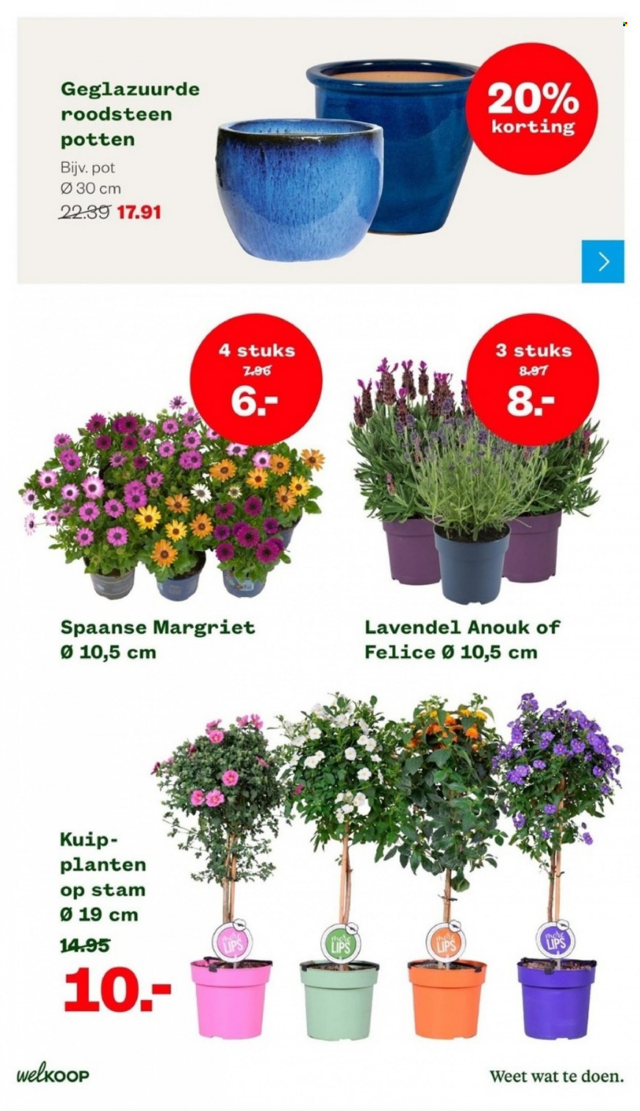 thumbnail - Welkoop-aanbieding - 22-5-2023 - 4-6-2023 -  producten in de aanbieding - lavendel, planten. Pagina 23.