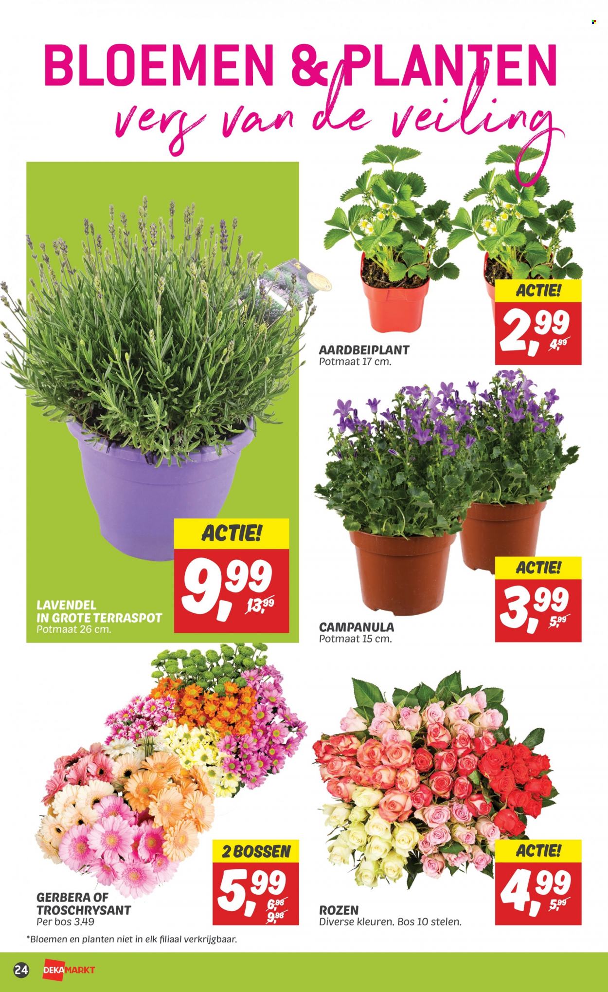 thumbnail - DekaMarkt-aanbieding - 28-5-2023 - 3-6-2023 -  producten in de aanbieding - lavendel, bloemen, planten. Pagina 22.