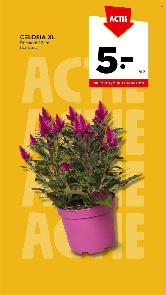 Jumbo-aanbieding - 2-8-2023 - 8-8-2023. Pagina 40