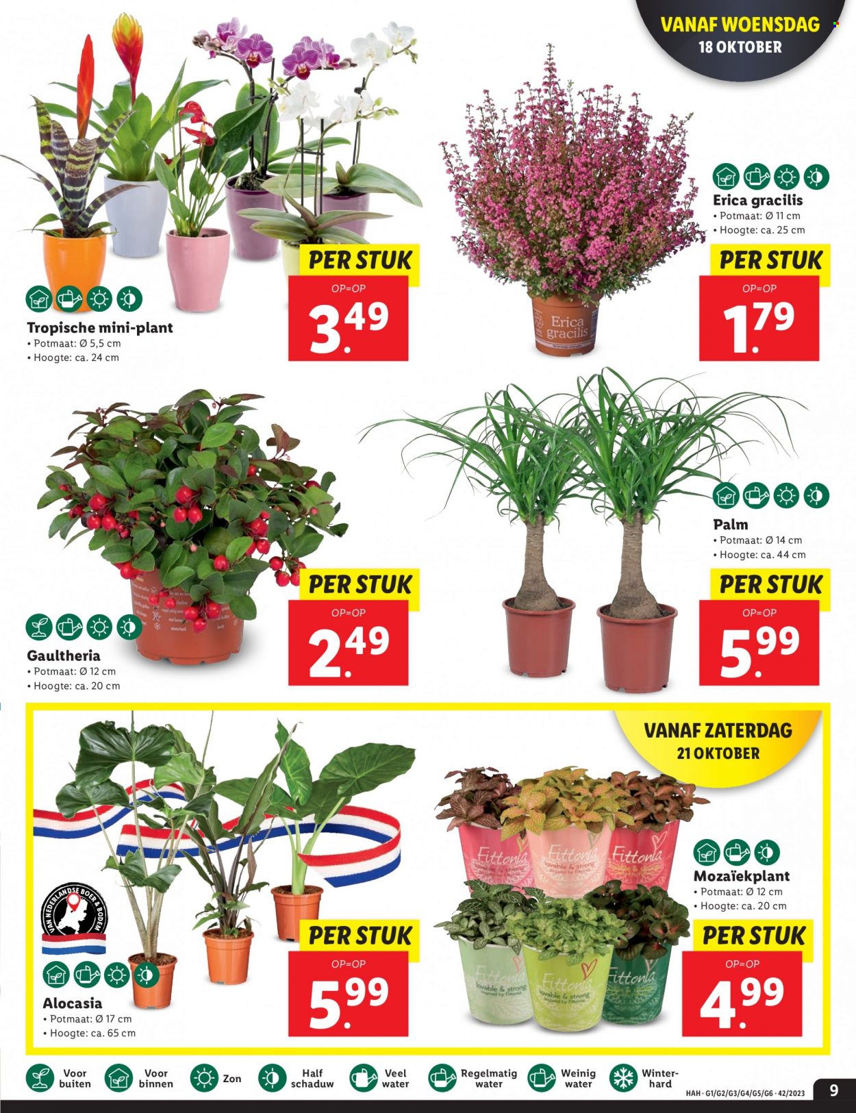Lidl-aanbieding - 16-10-2023 - 22-10-2023. Pagina 9