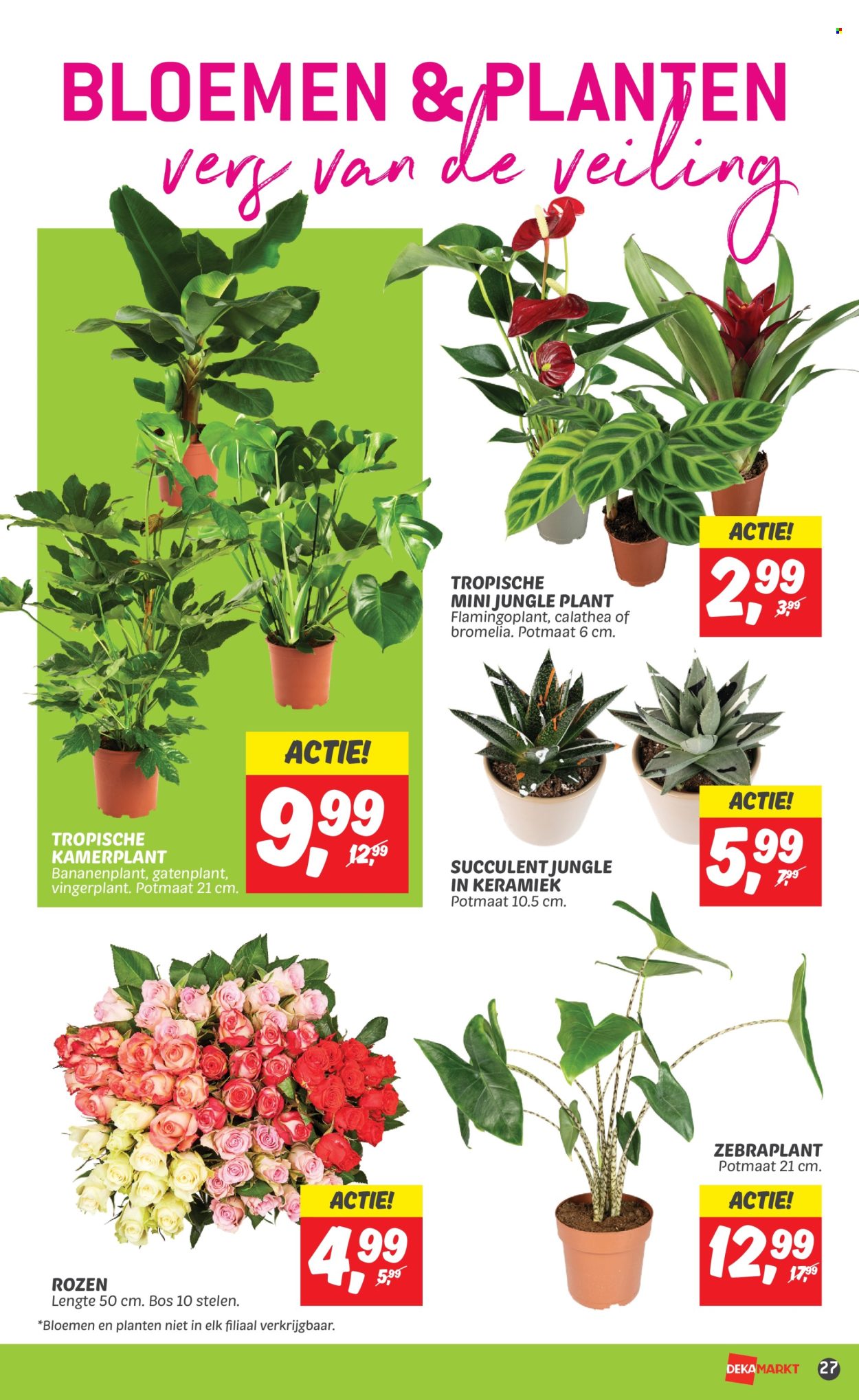 DekaMarkt-aanbieding - 30-1-2024 - 5-2-2024. Pagina 29