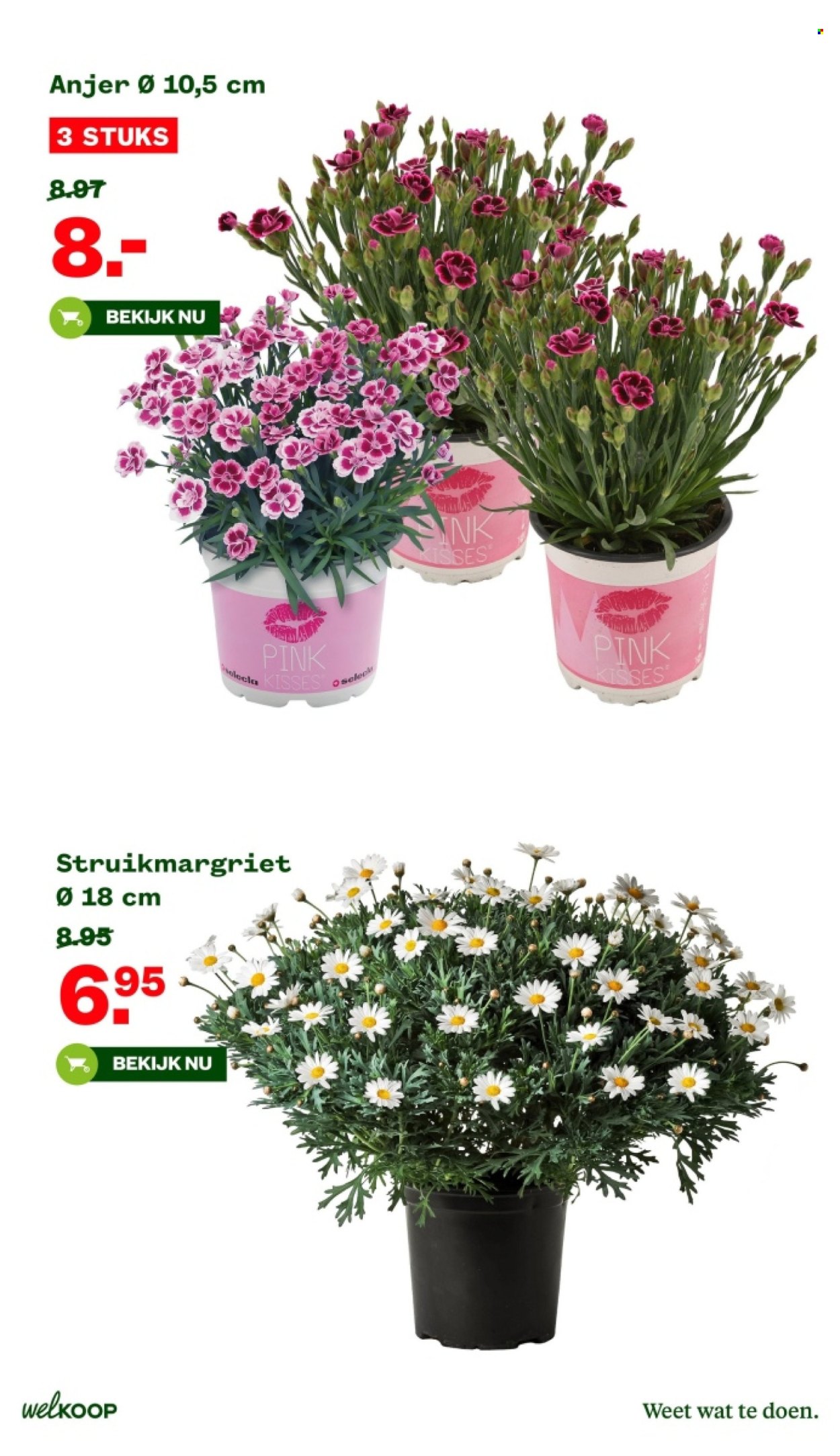 Welkoop-aanbieding - 25-3-2024 - 7-4-2024. Pagina 7