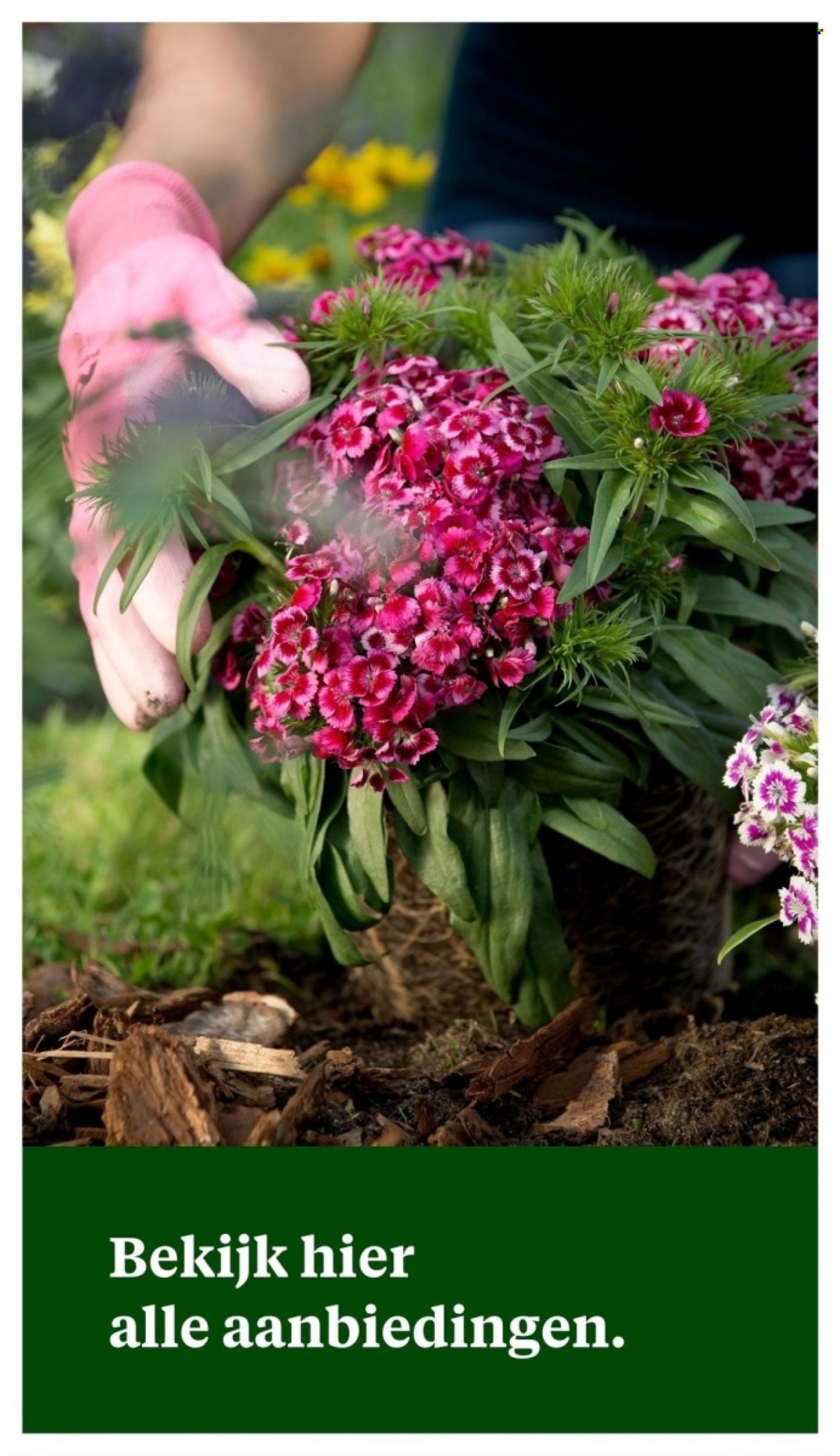 Welkoop-aanbieding - 8-4-2024 - 21-4-2024. Pagina 47