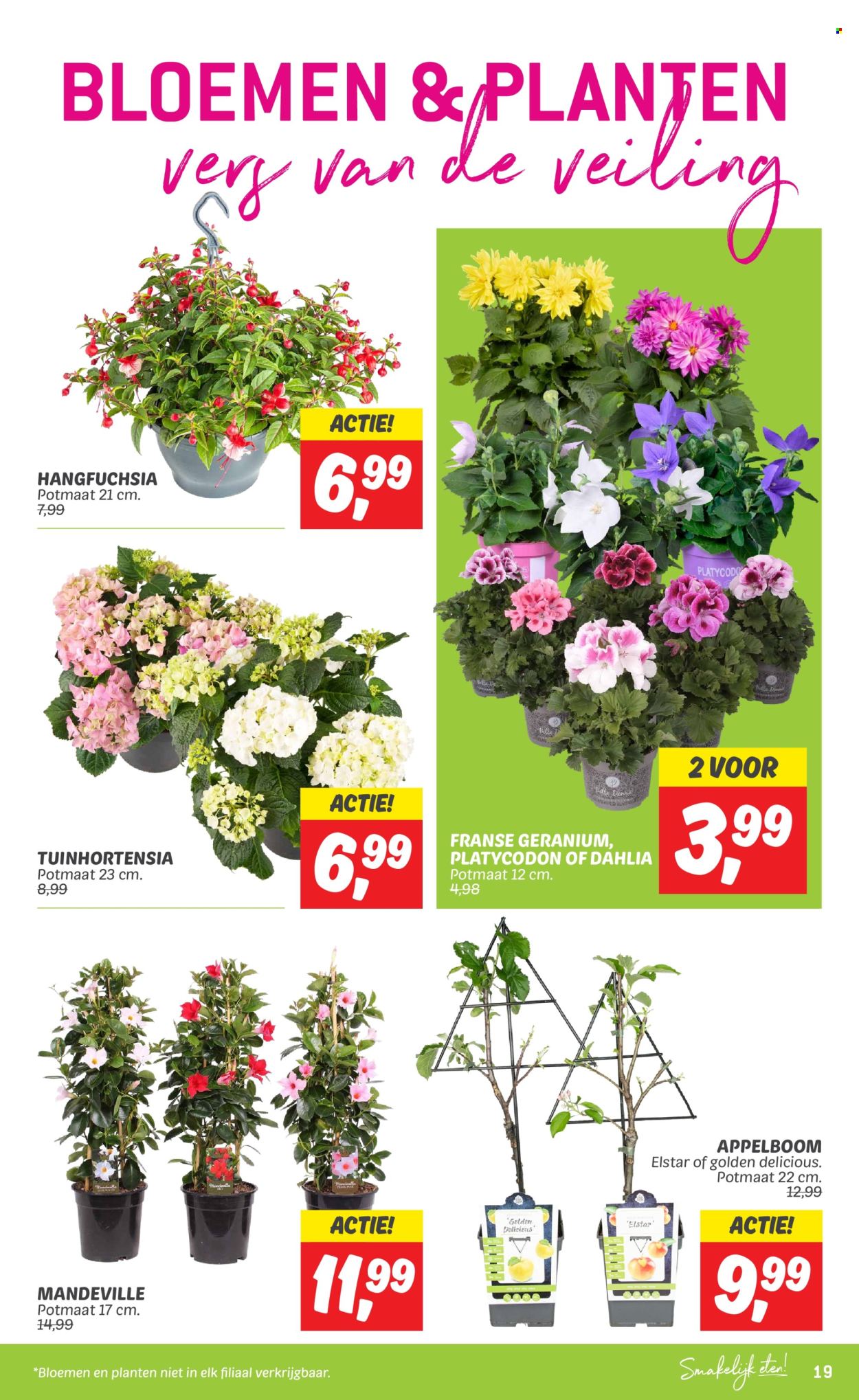DekaMarkt-aanbieding - 7-5-2024 - 13-5-2024. Pagina 19