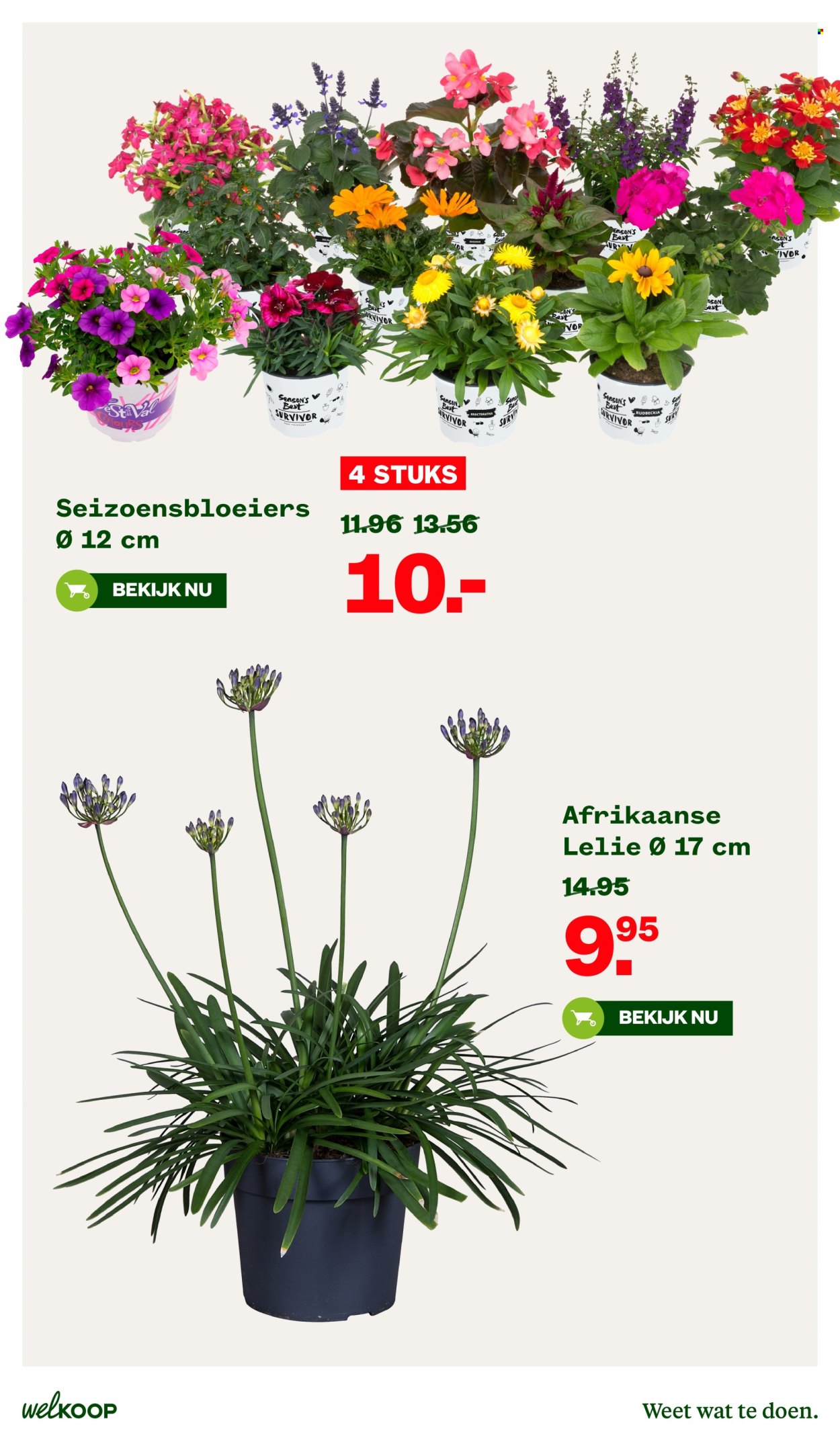 Welkoop-aanbieding - 3-6-2024 - 16-6-2024. Pagina 13
