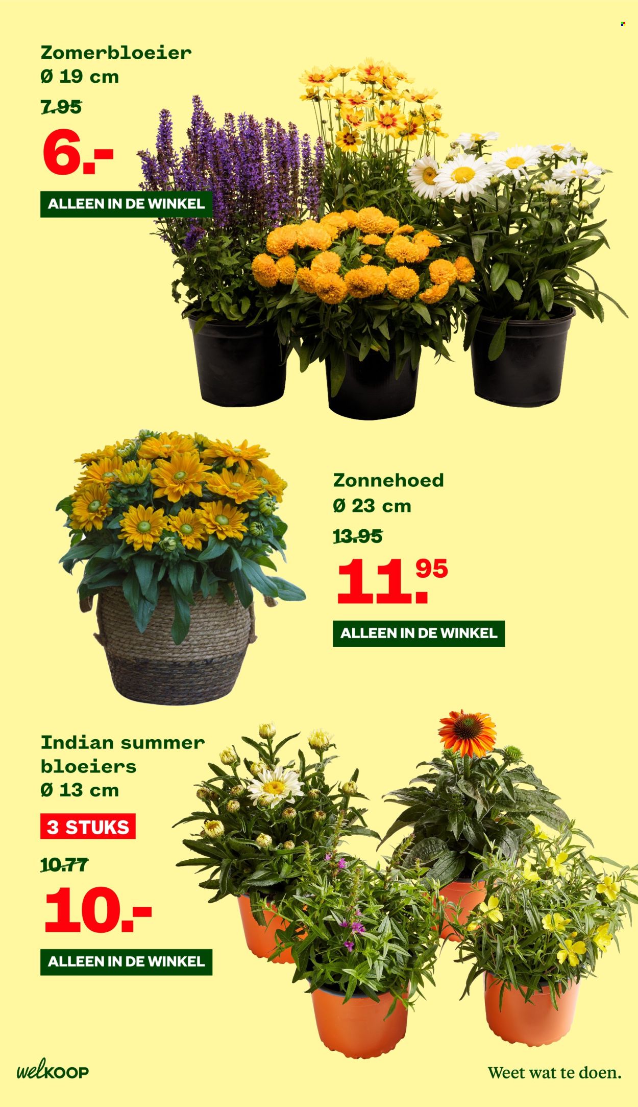 Welkoop-aanbieding - 29-7-2024 - 18-8-2024. Pagina 11