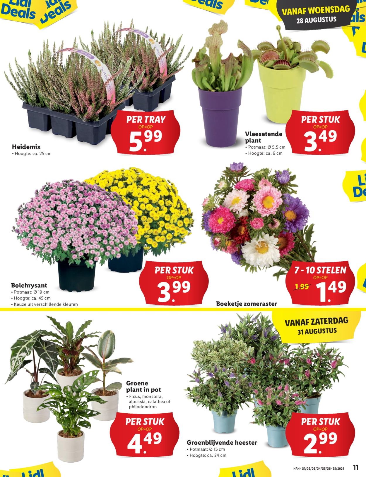 Lidl-aanbieding - 26-8-2024 - 1-9-2024. Pagina 11