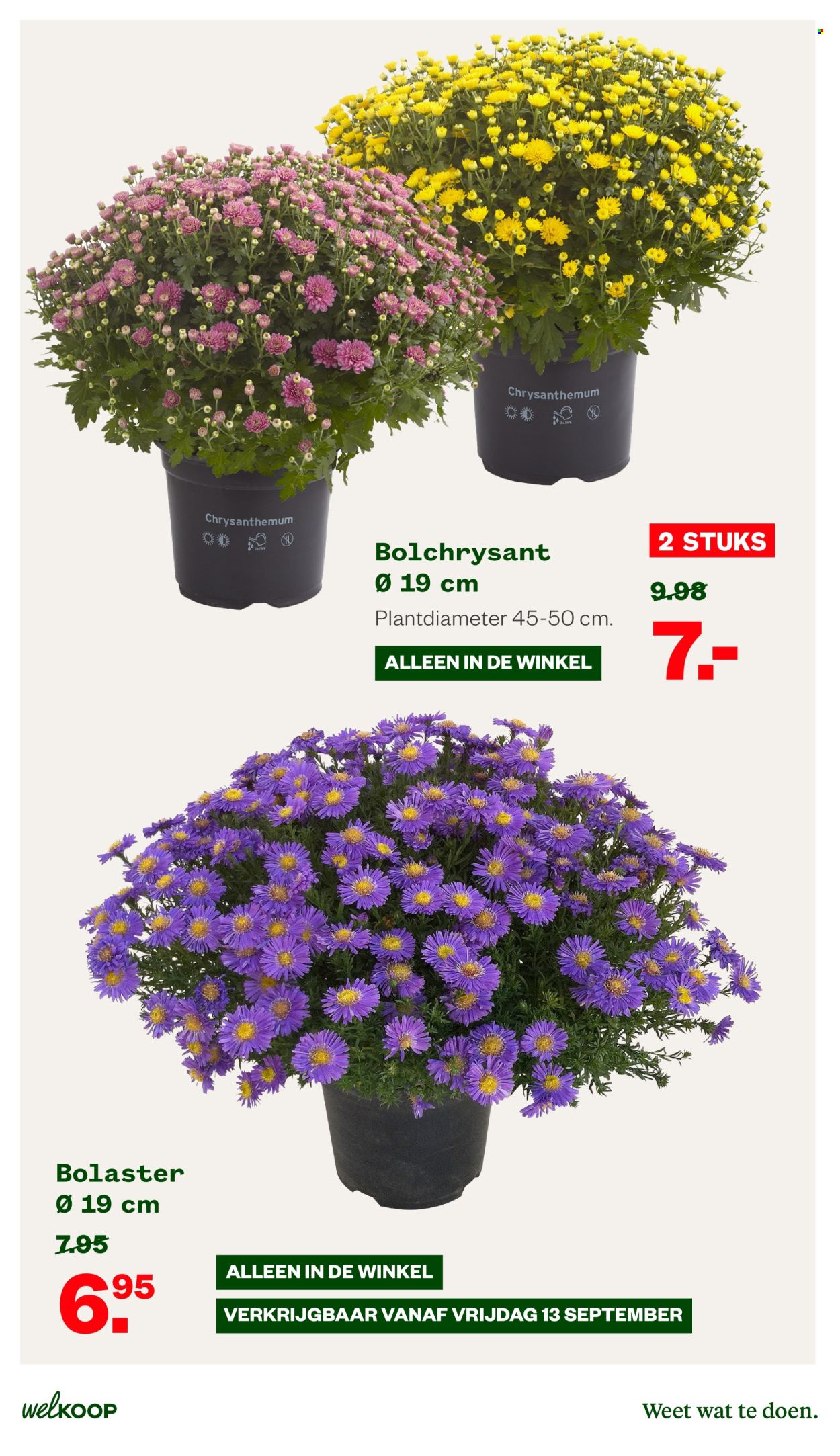 Welkoop-aanbieding - 2-9-2024 - 22-9-2024. Pagina 3