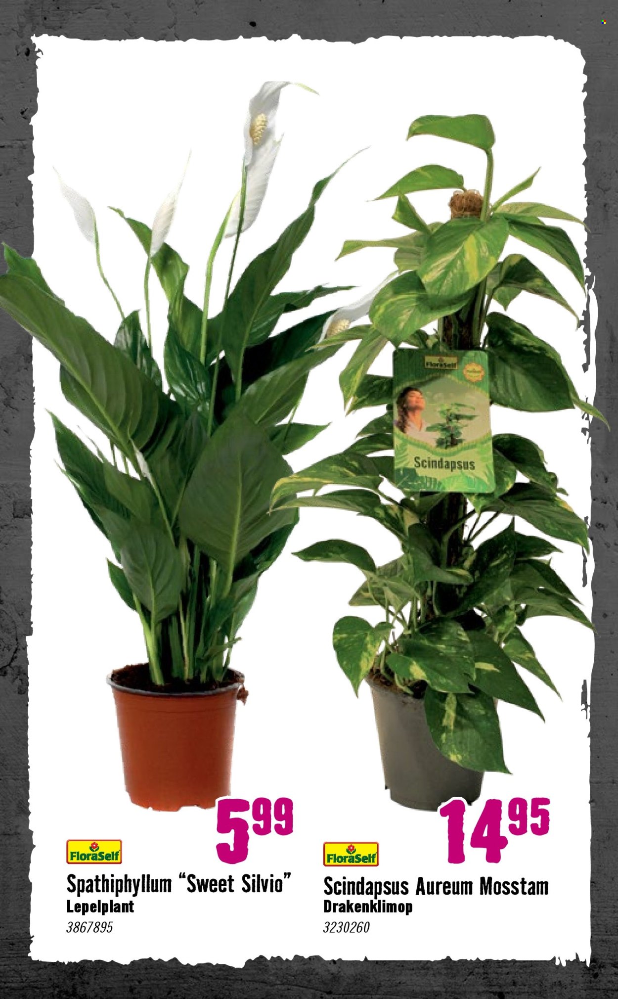 Hornbach-aanbieding - 30-9-2024 - 27-10-2024. Pagina 43