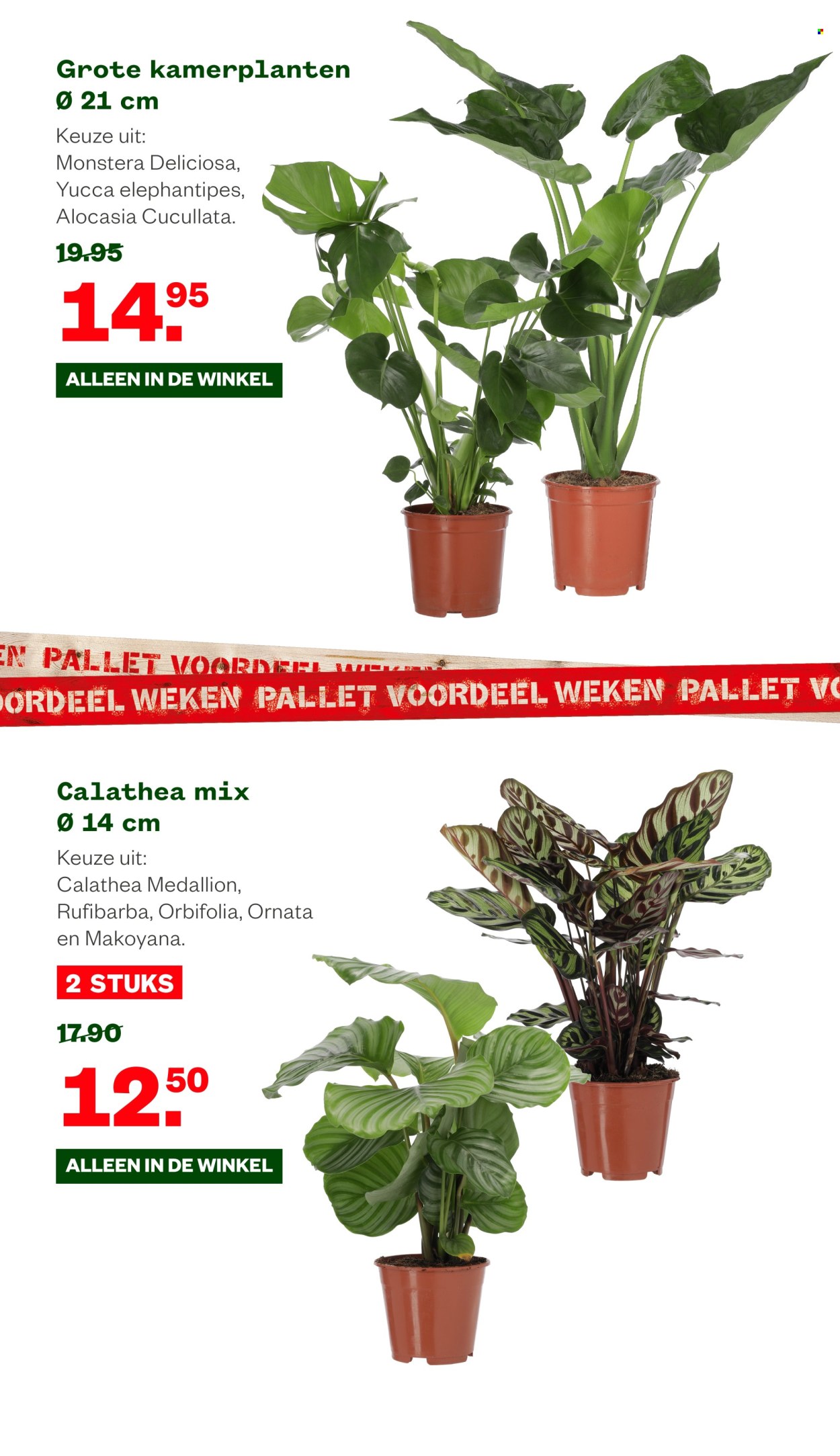 Welkoop-aanbieding - 30-12-2024 - 12-1-2025. Pagina 14