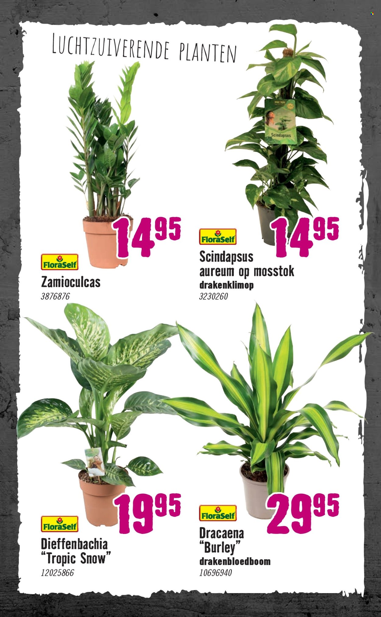 Hornbach-aanbieding - 6-1-2025 - 2-2-2025. Pagina 79
