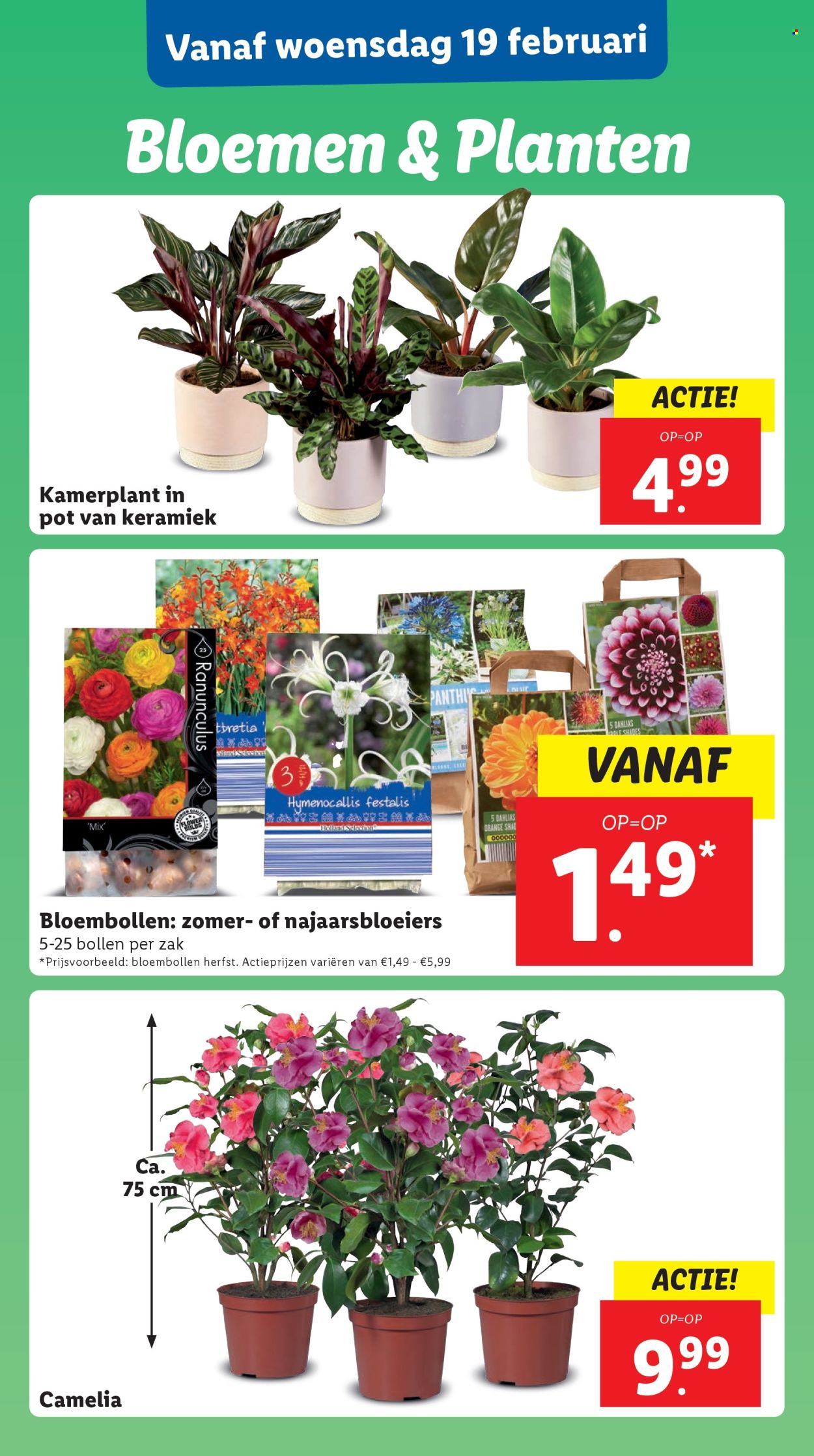 Lidl-aanbieding - 17-2-2025 - 23-2-2025. Pagina 22