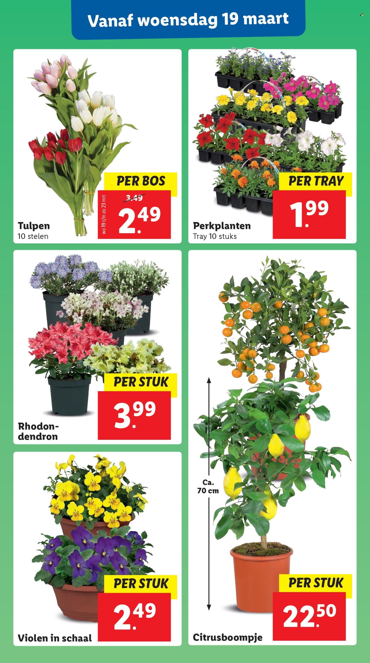 Lidl-aanbieding - 17-3-2025 - 23-3-2025. Pagina 26