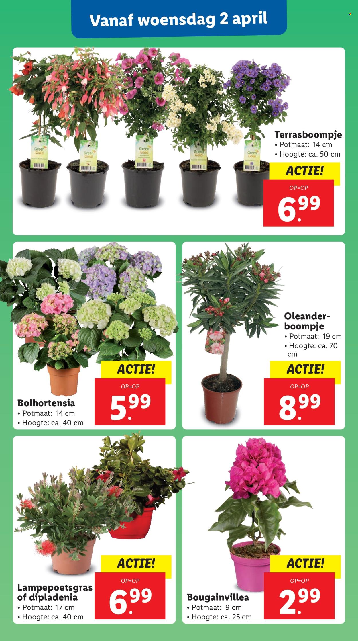 Lidl-aanbieding - 31-3-2025 - 6-4-2025. Pagina 17