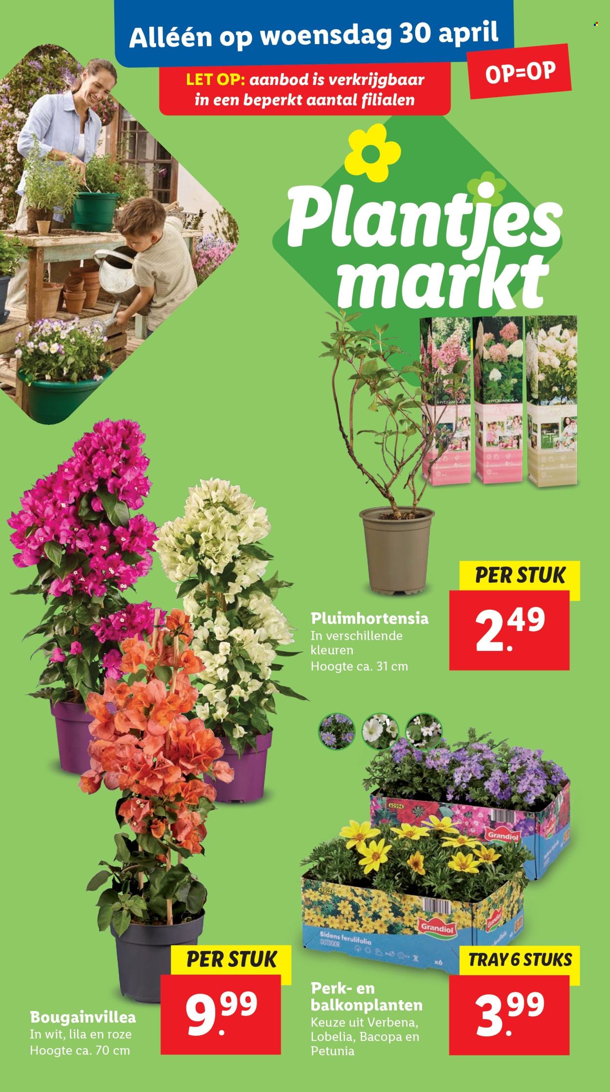 Lidl-aanbieding - 28-4-2025 - 4-5-2025. Pagina 31