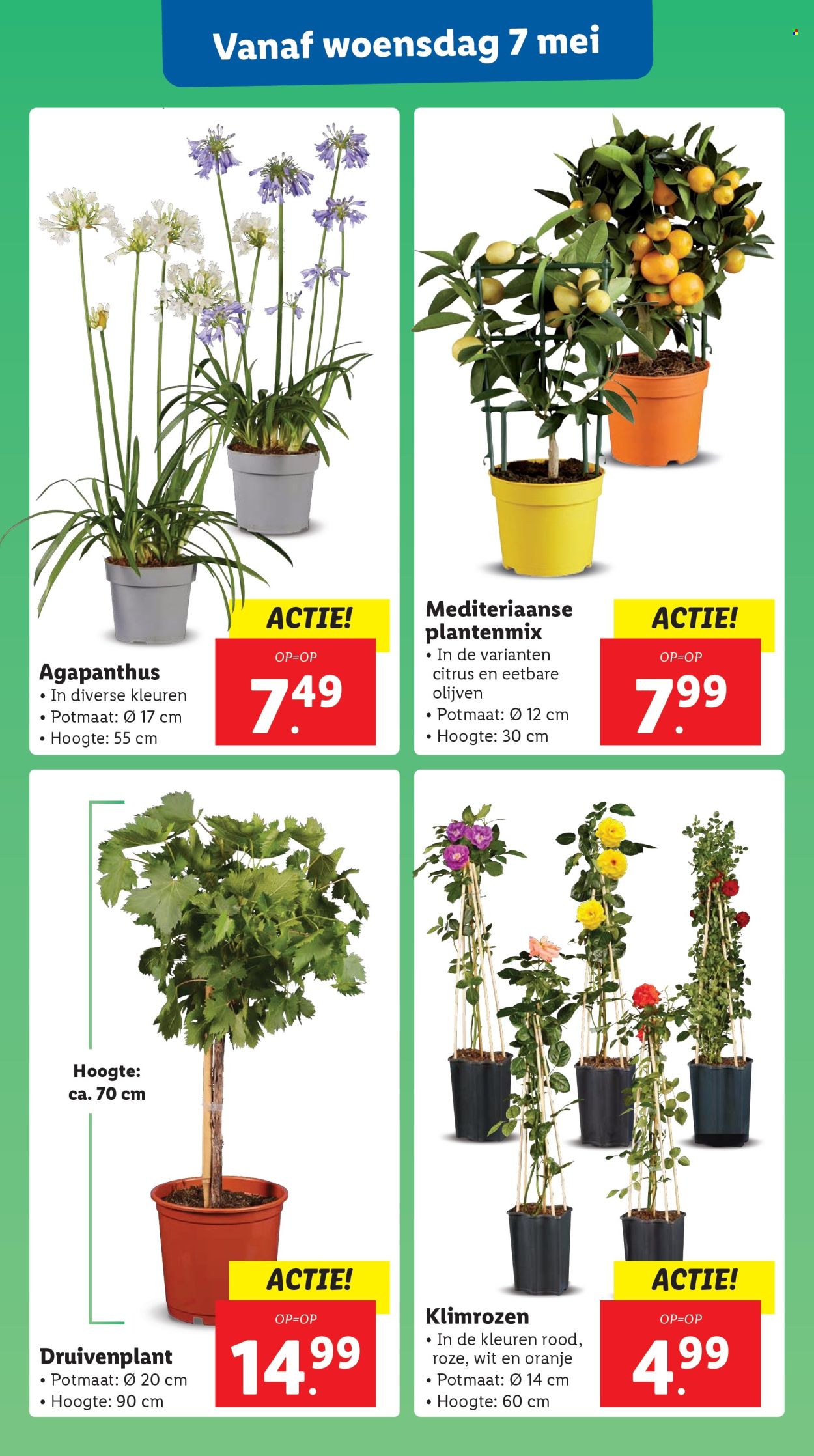 Lidl-aanbieding - 5-5-2025 - 11-5-2025. Pagina 34