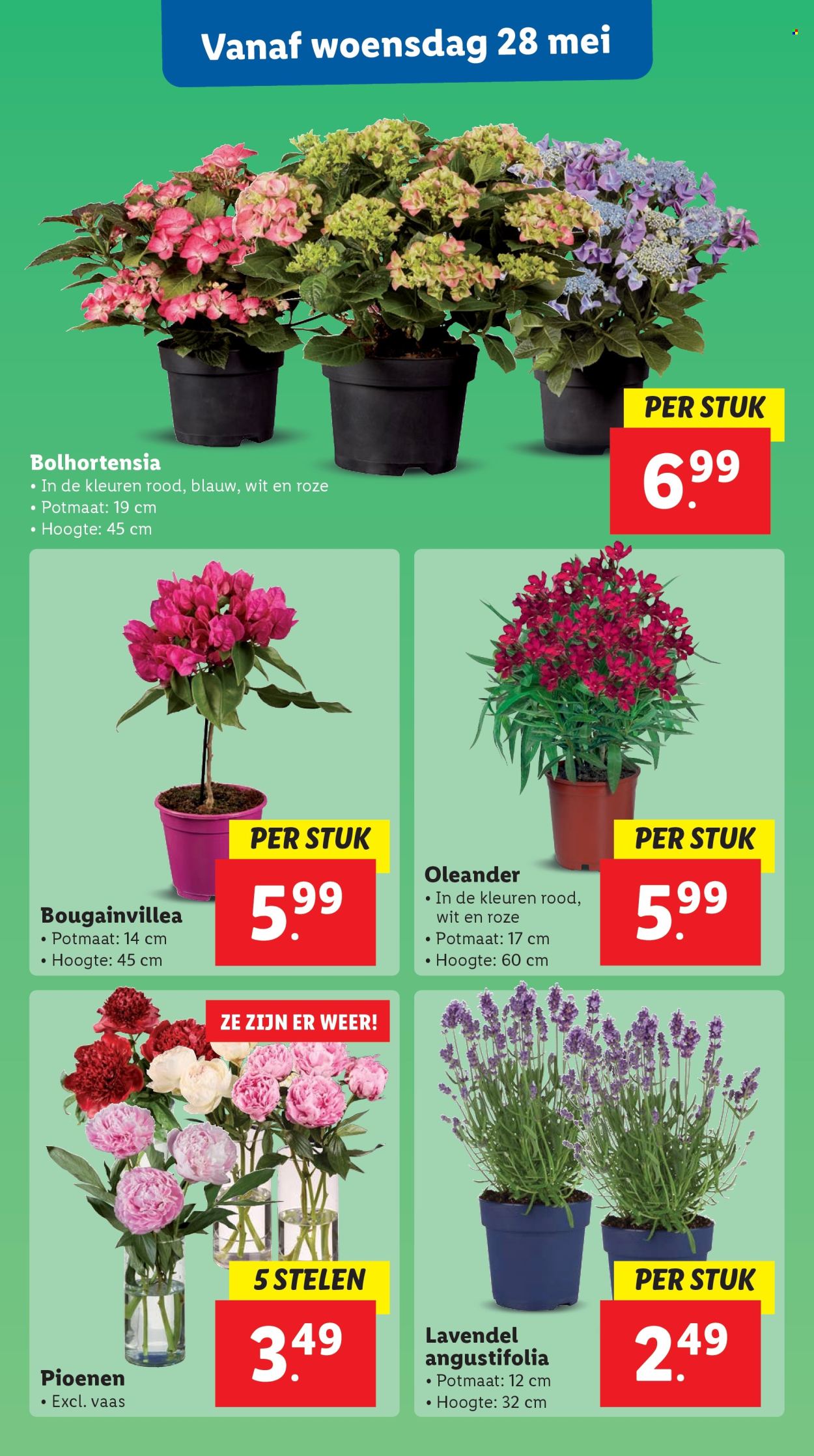 Lidl-aanbieding - 26-5-2025 - 1-6-2025. Pagina 50