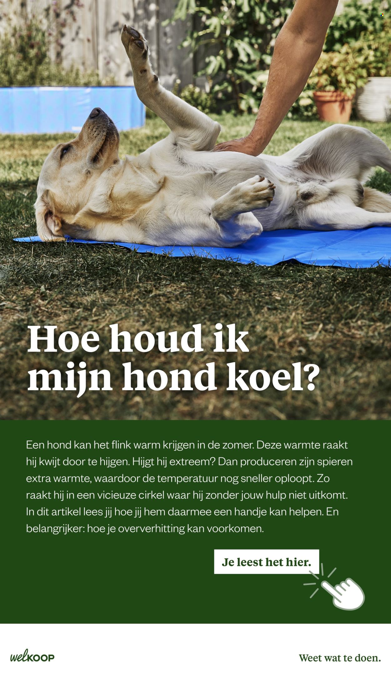 Welkoop-aanbieding - 26-5-2025 - 9-6-2025. Pagina 25