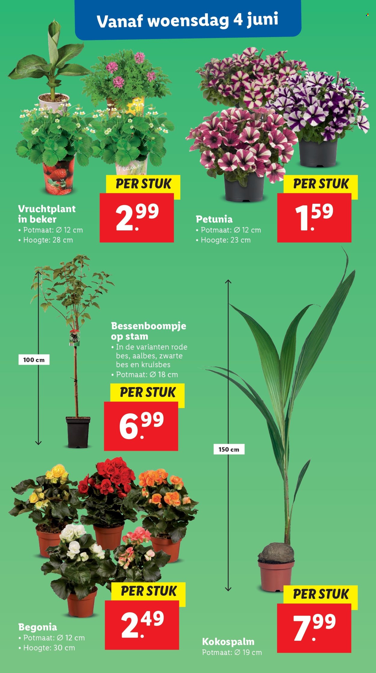 Lidl-aanbieding - 2-6-2025 - 9-6-2025. Pagina 16