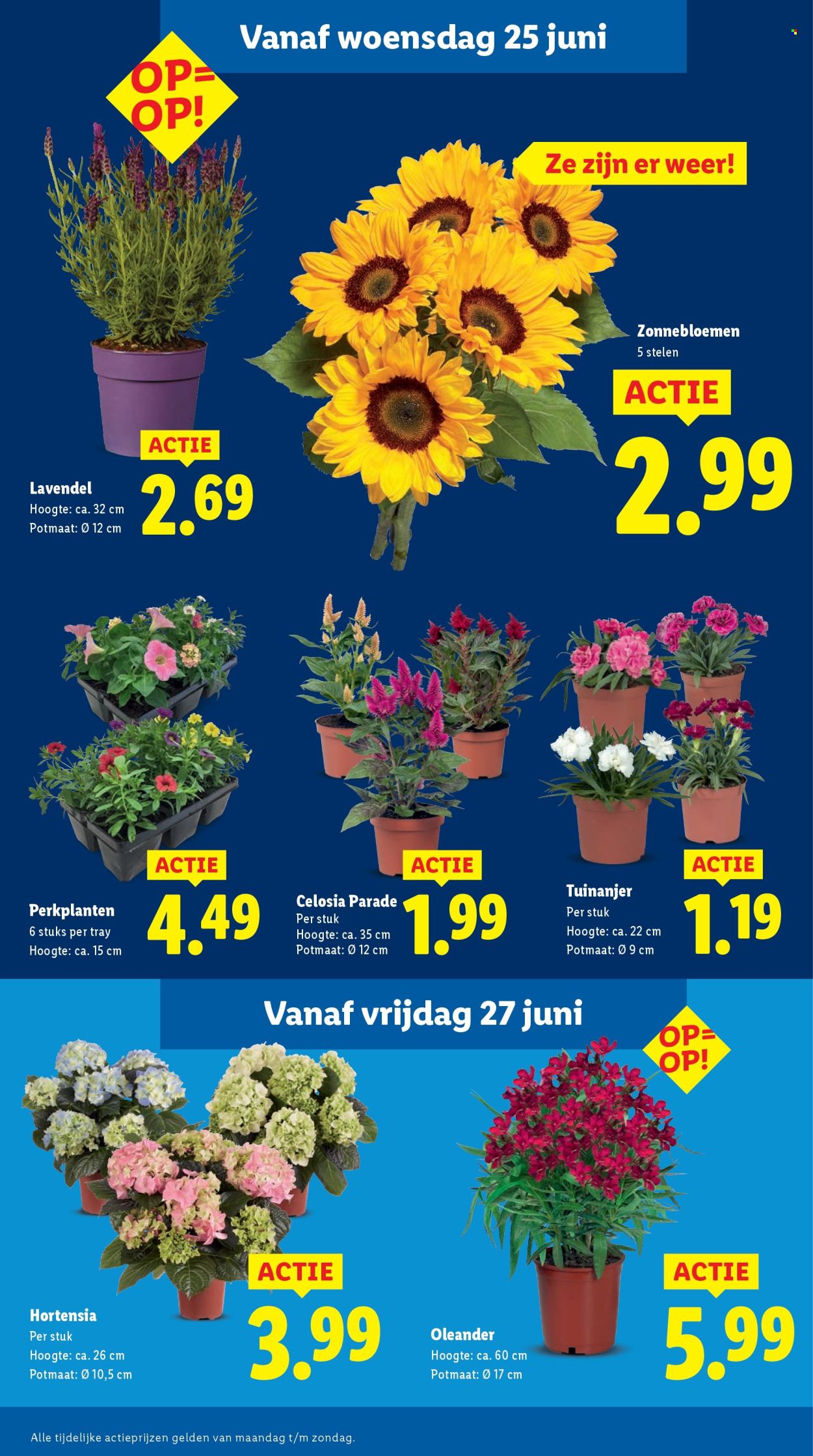 Lidl-aanbieding - 23-6-2025 - 29-6-2025. Pagina 12
