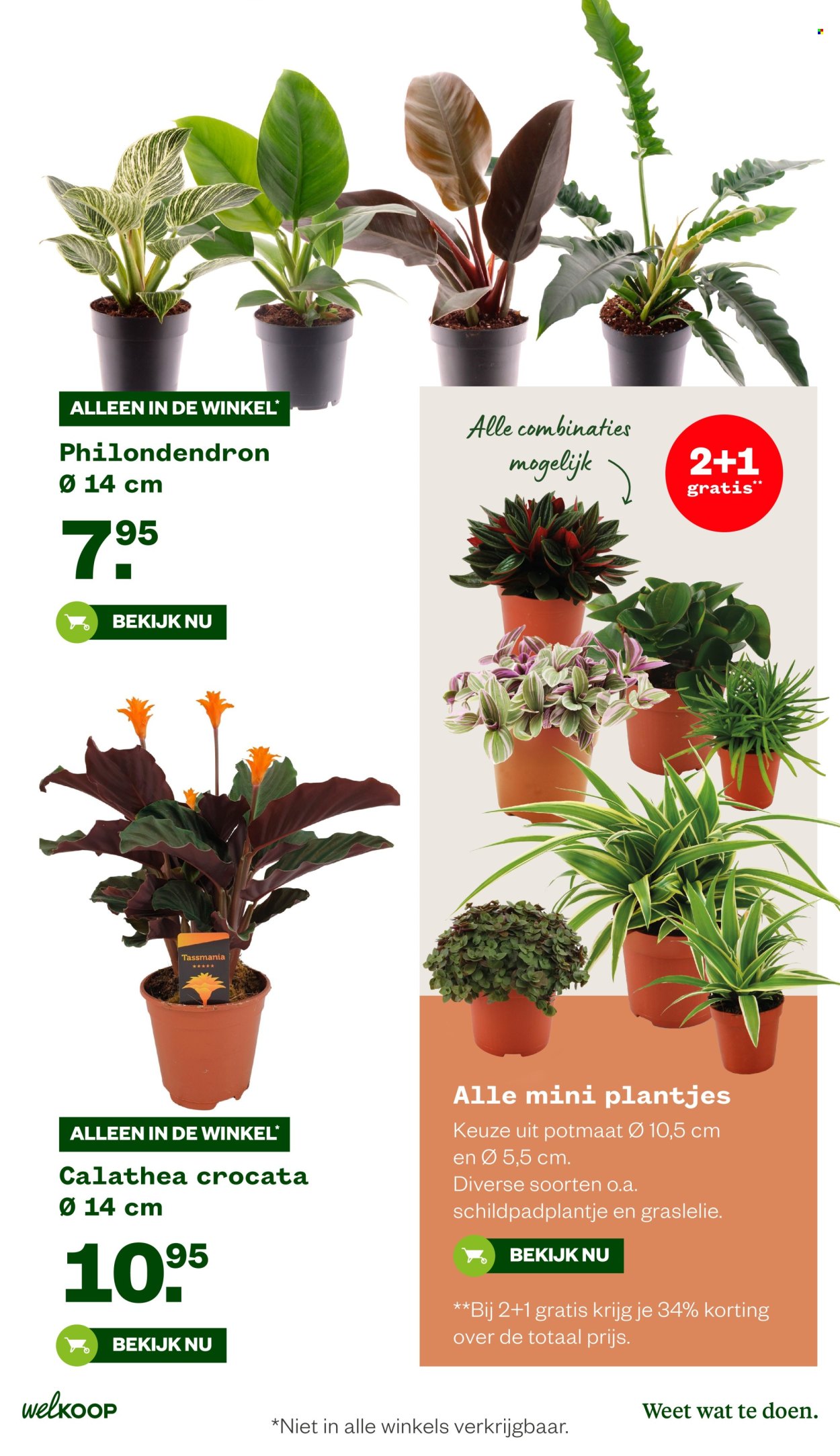 Welkoop-aanbieding - 20-10-2025 - 9-11-2025. Pagina 30