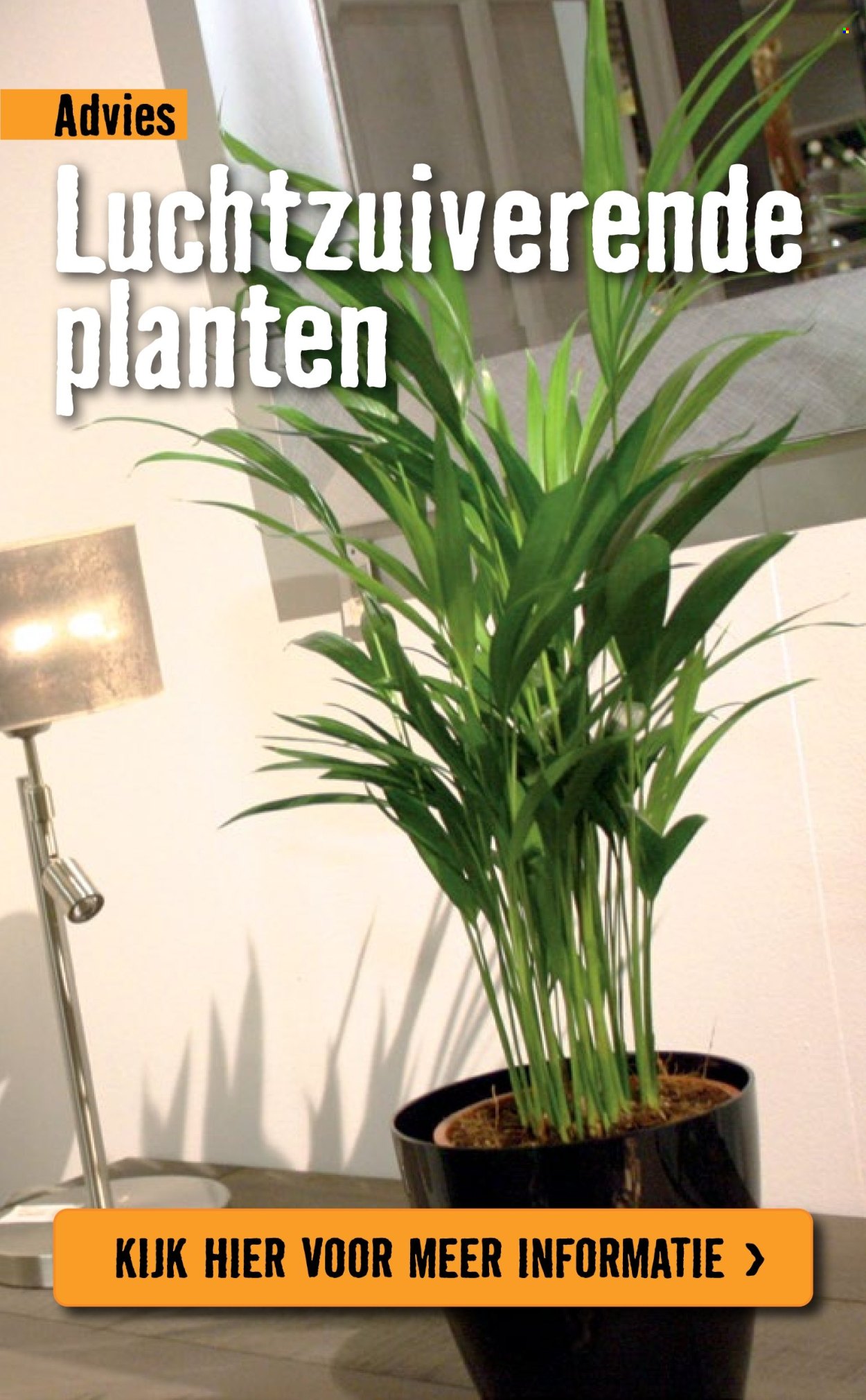 Hornbach-aanbieding - 5-1-2026 - 8-2-2026. Pagina 79
