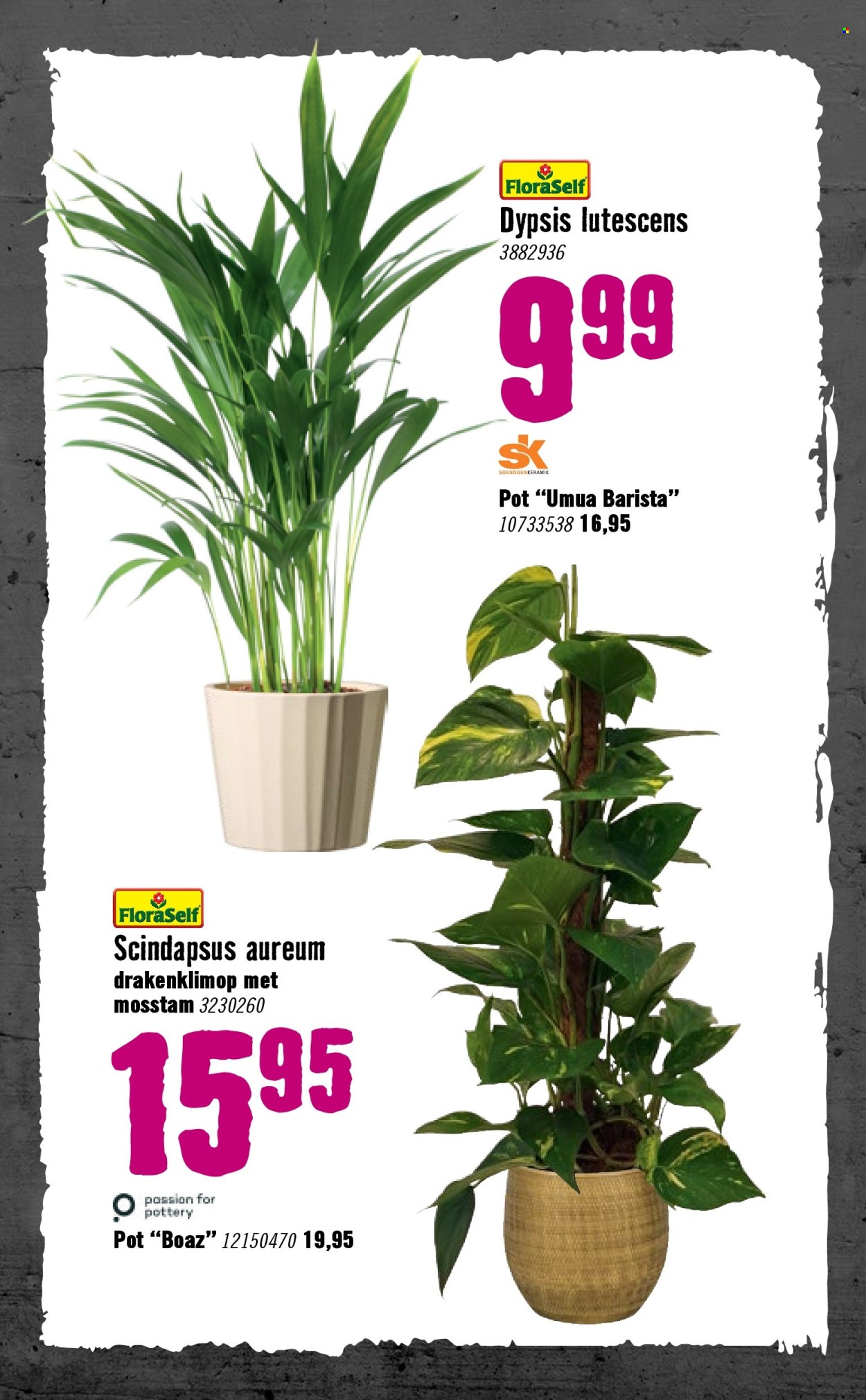 Hornbach-aanbieding - 5-1-2026 - 8-2-2026. Pagina 81
