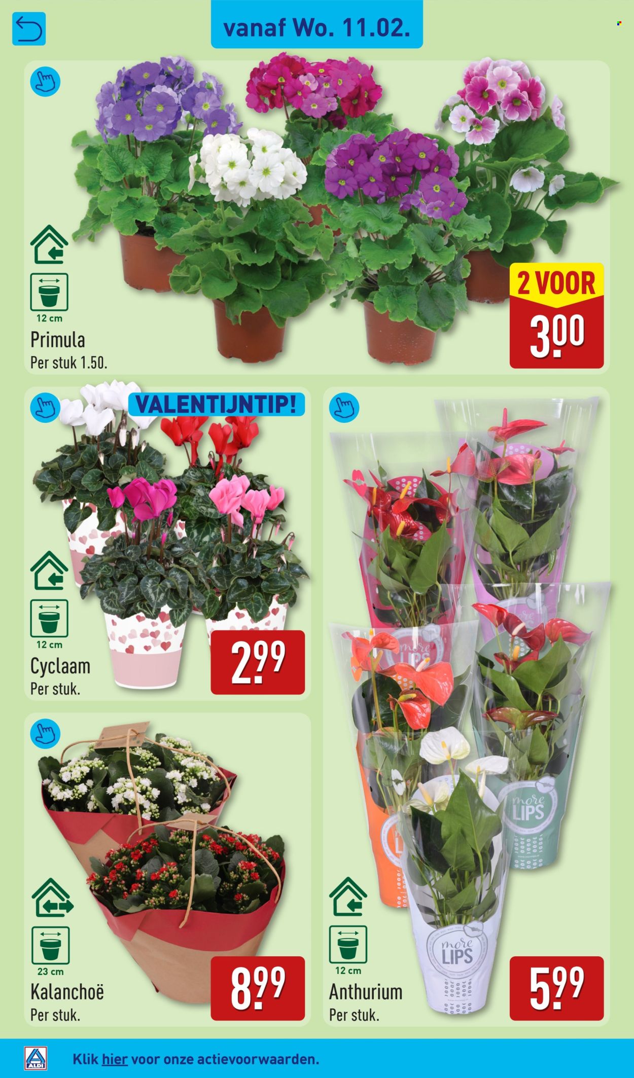 Aldi-aanbieding - 9-2-2026 - 15-2-2026. Pagina 38