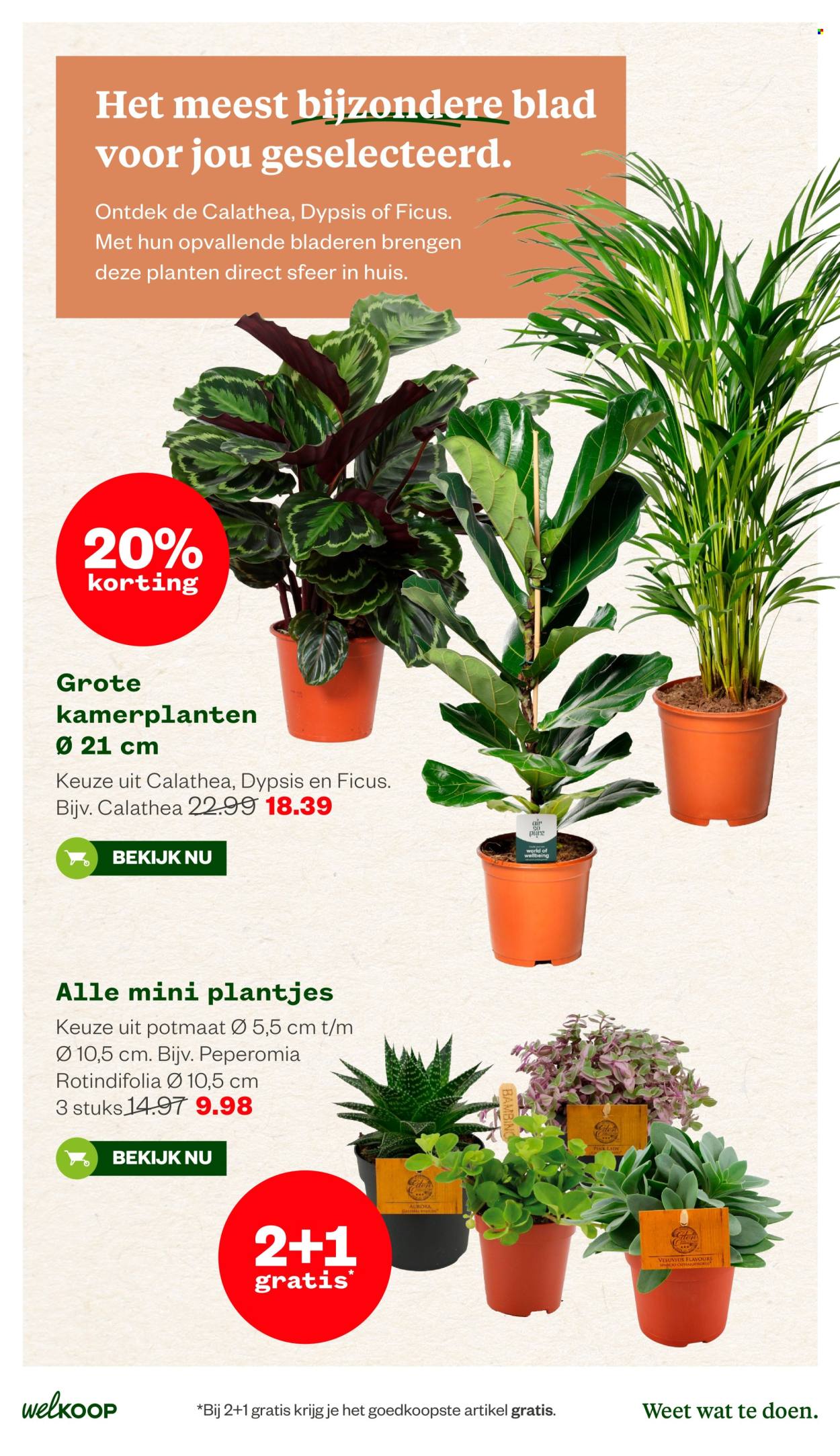 Welkoop-aanbieding - 11-5-2026 - 24-5-2026. Pagina 16