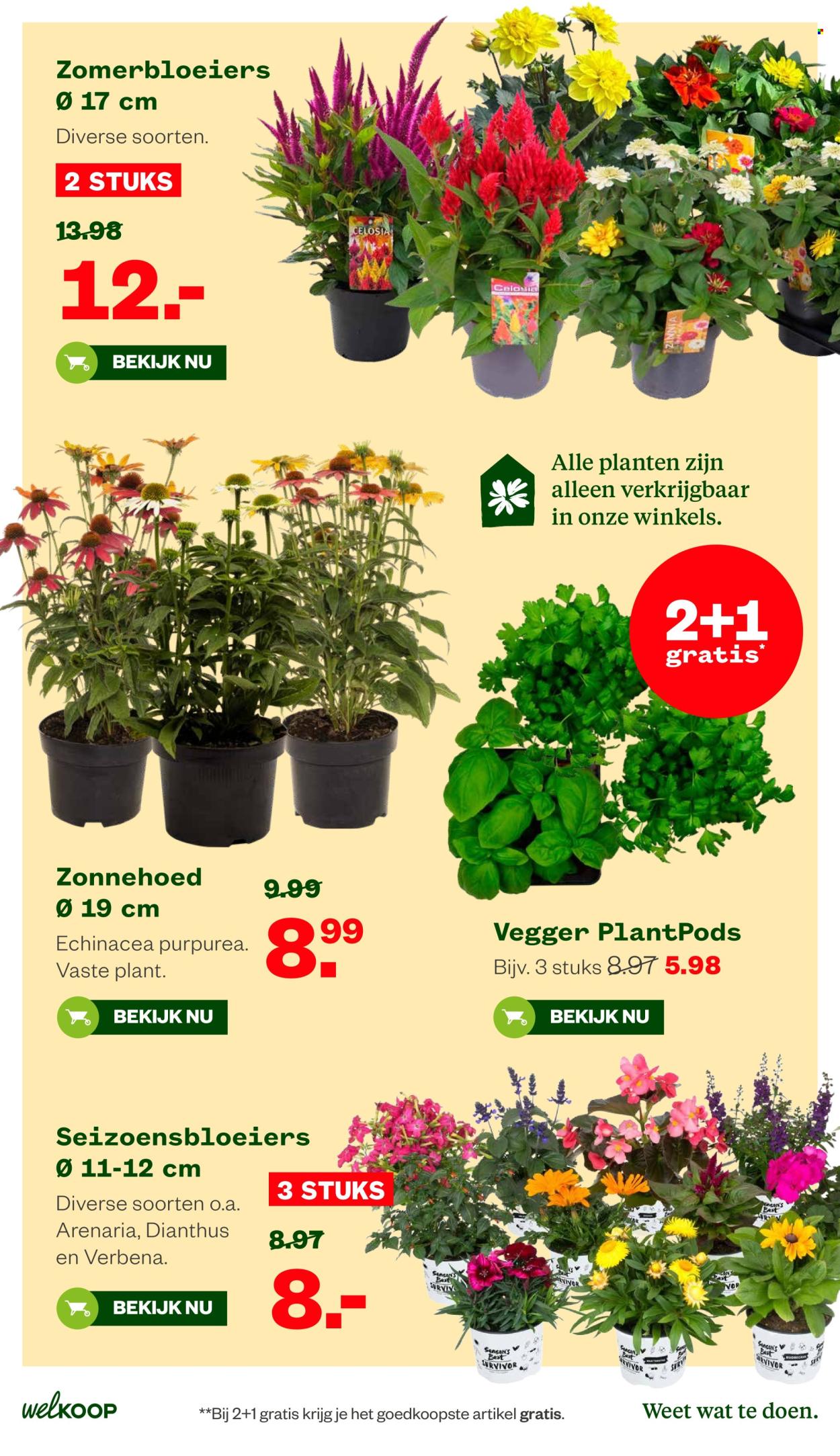 Welkoop-aanbieding - 20-7-2026 - 9-8-2026. Pagina 31
