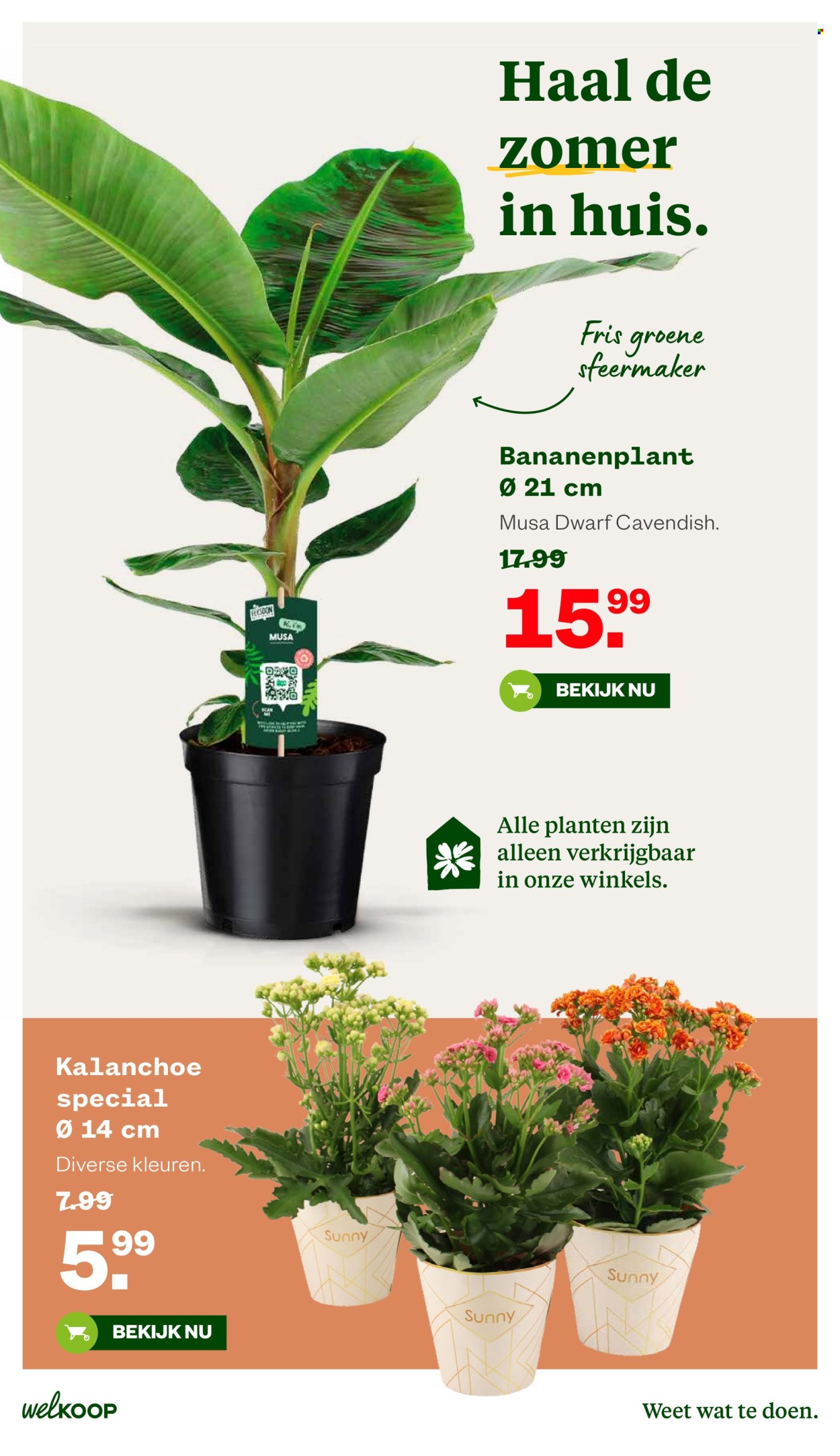Welkoop-aanbieding - 20-7-2026 - 9-8-2026. Pagina 39