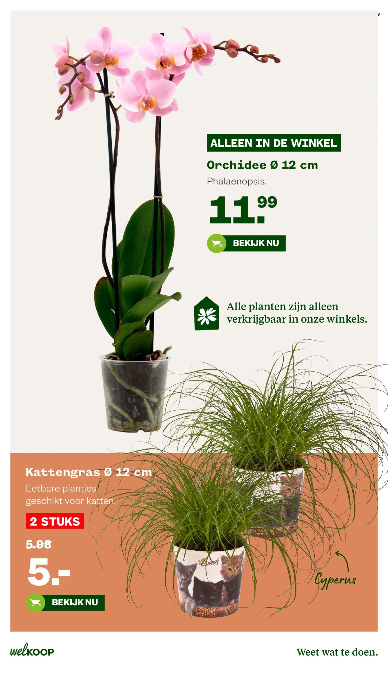 Welkoop-aanbieding - 21-9-2026 - 4-10-2026. Pagina 29