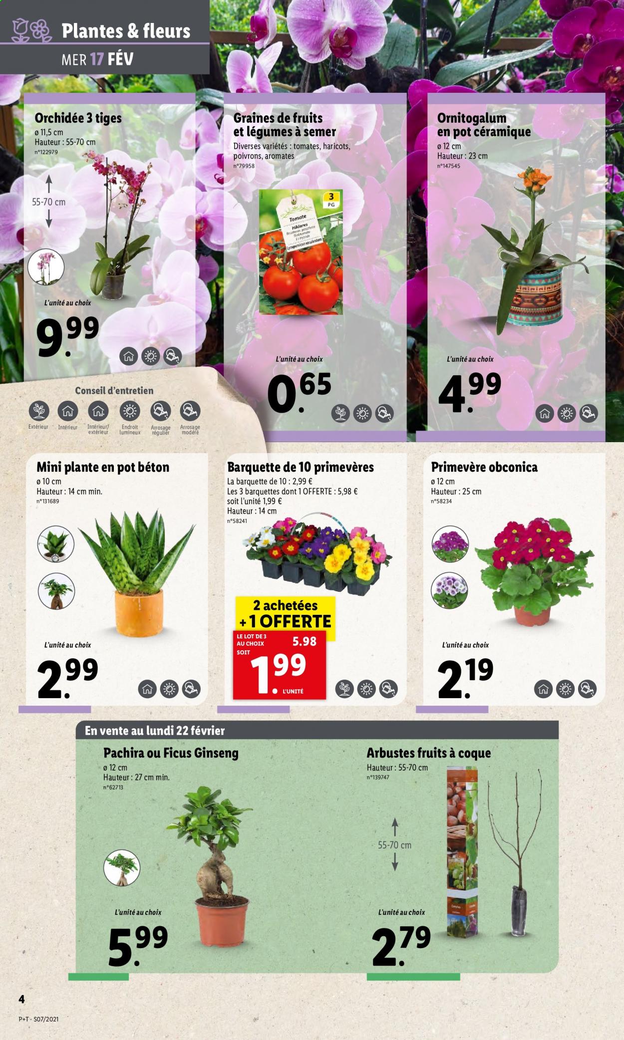 thumbnail - Catalogue Lidl - 17/02/2021 - 23/02/2021 - Produits soldés - tomates, poivrons, haricots, fleur, orchidée, primevère. Page 4.